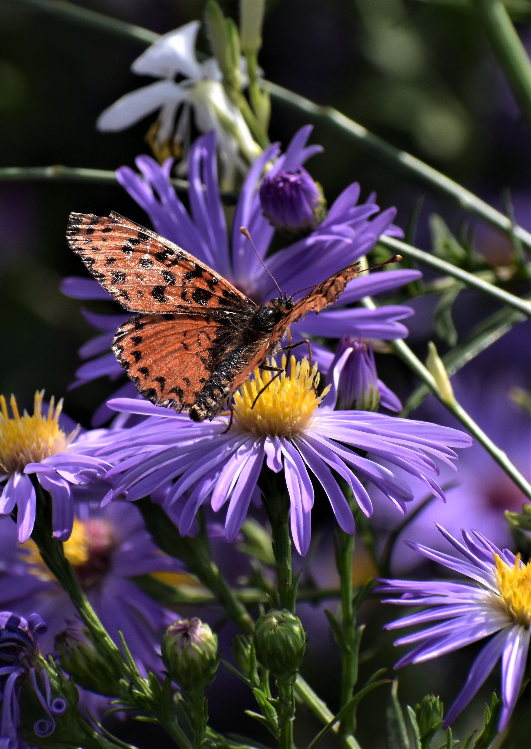 Farfalla su fiore settembrino