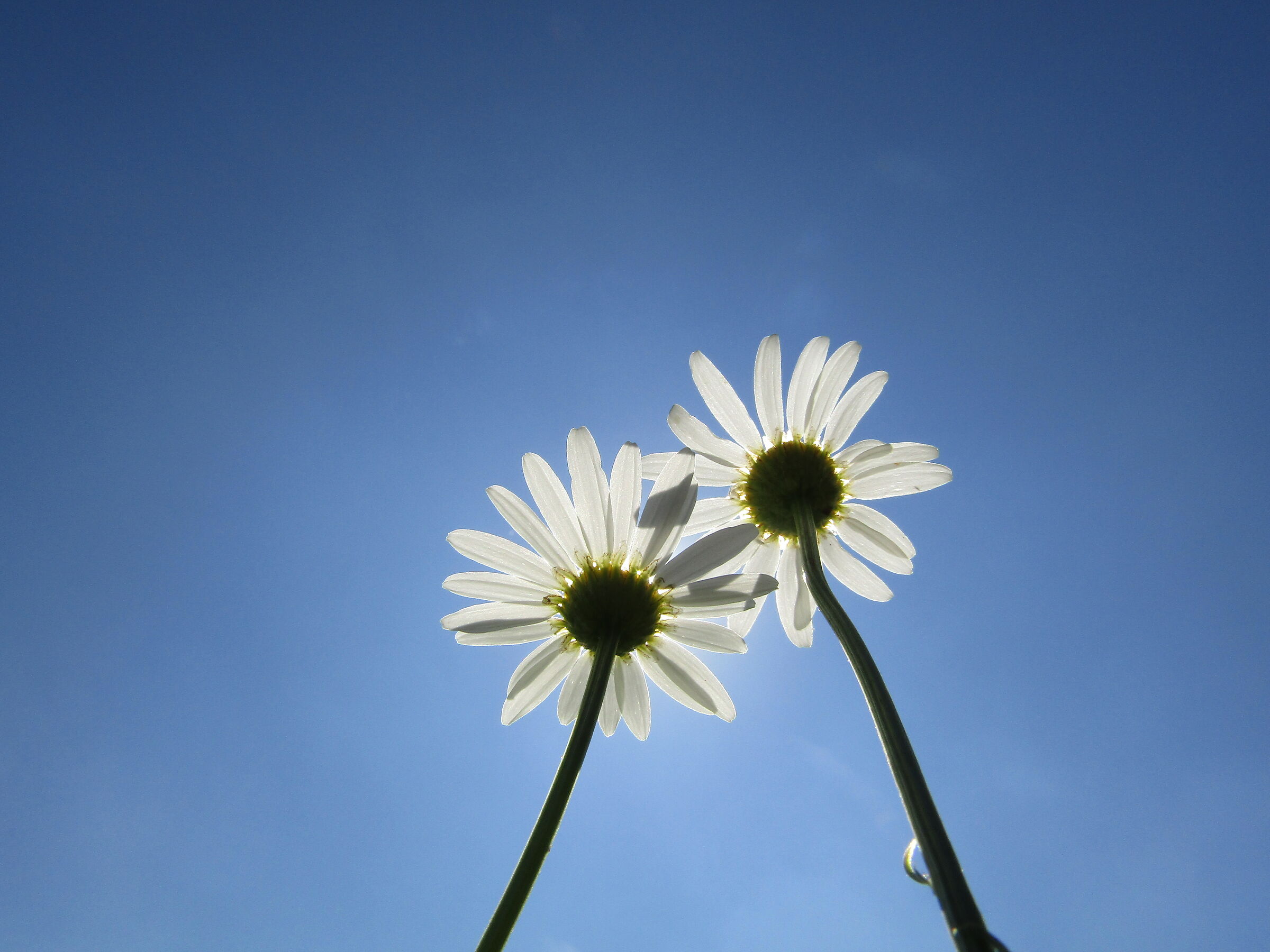 Margherite baciate dal sole