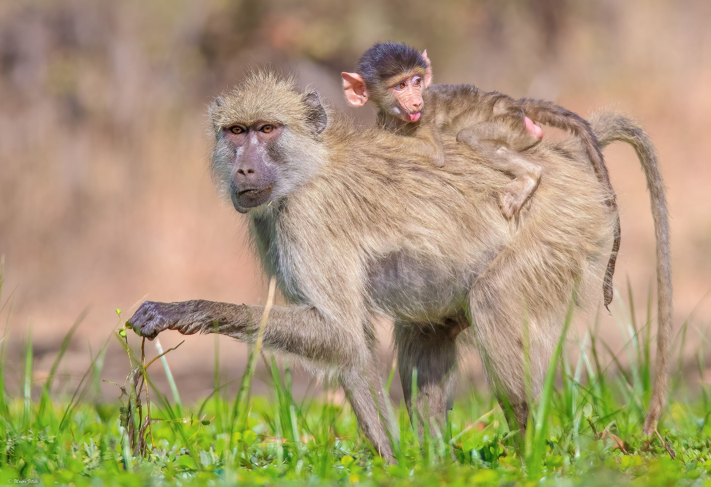 Babbuini gialli (Zambia) fiume Luangwa