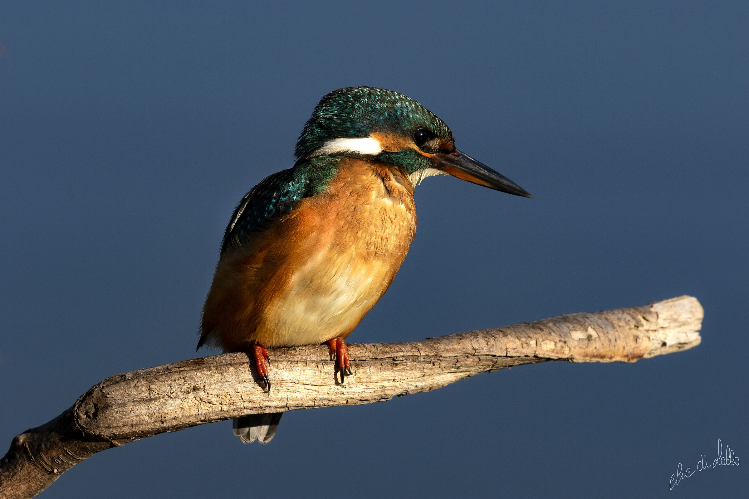 Martin pescatore  Ortazzo   Lido di Classe  (RA)
