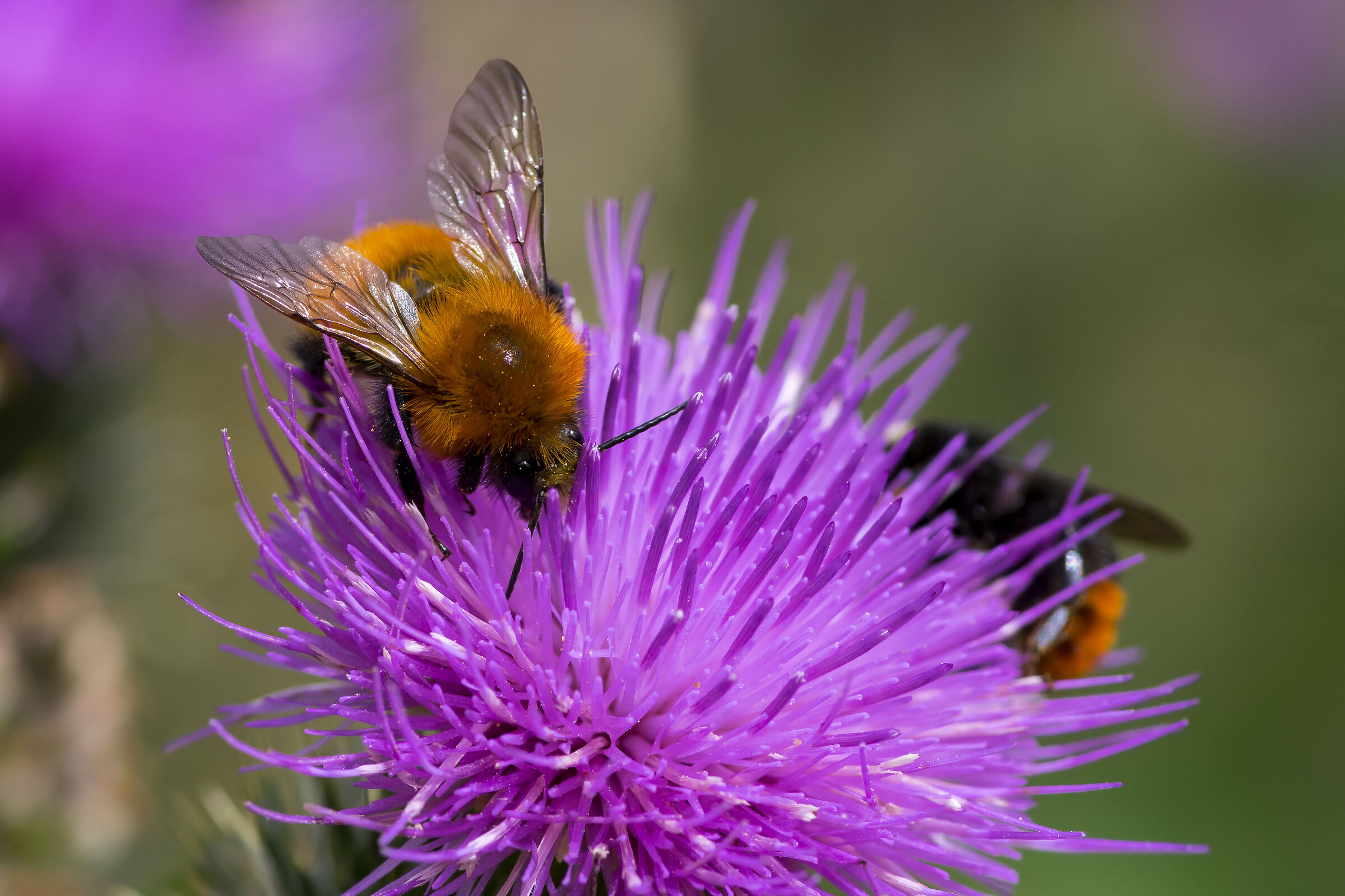 Ecce Bumblebee