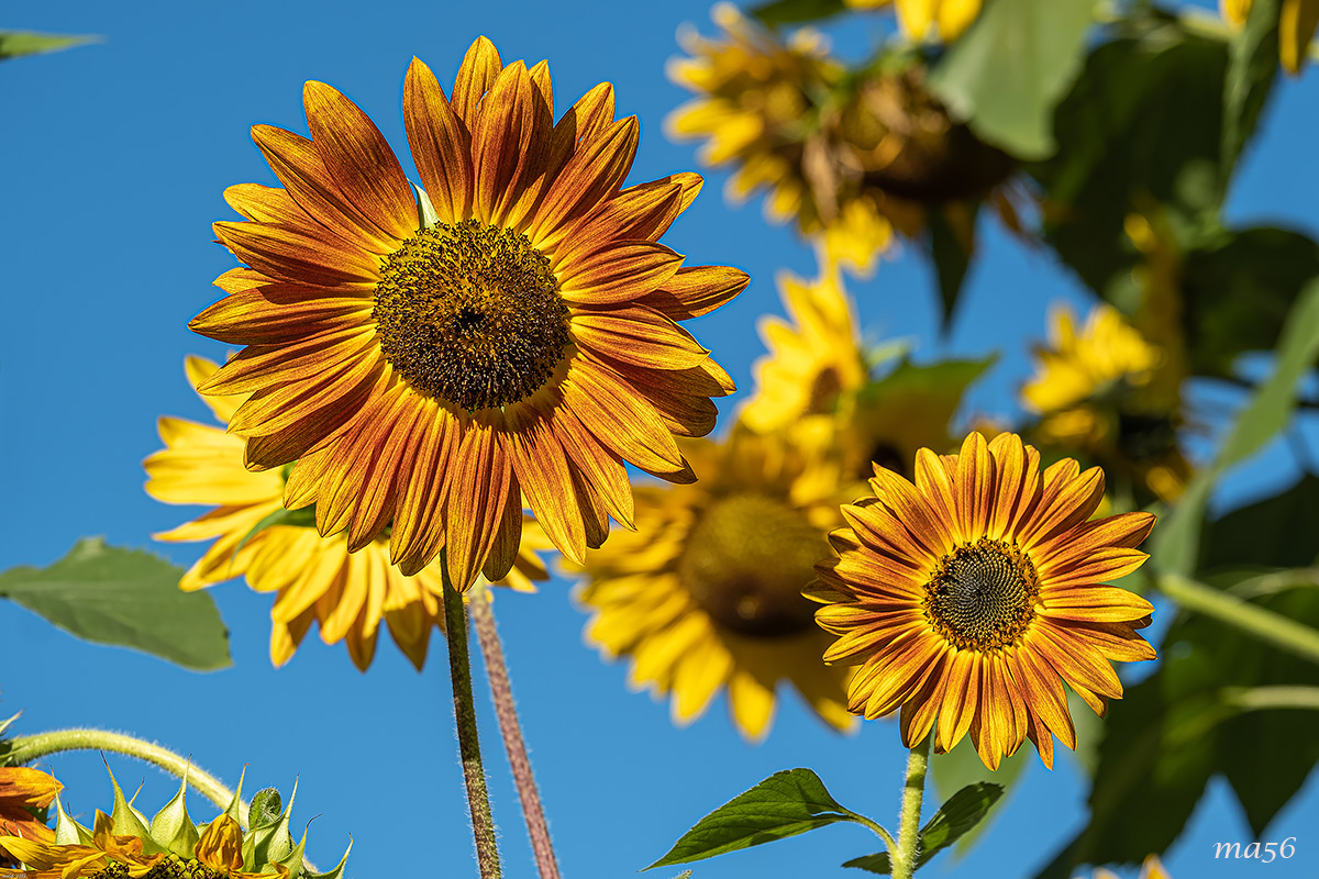 ibrido?