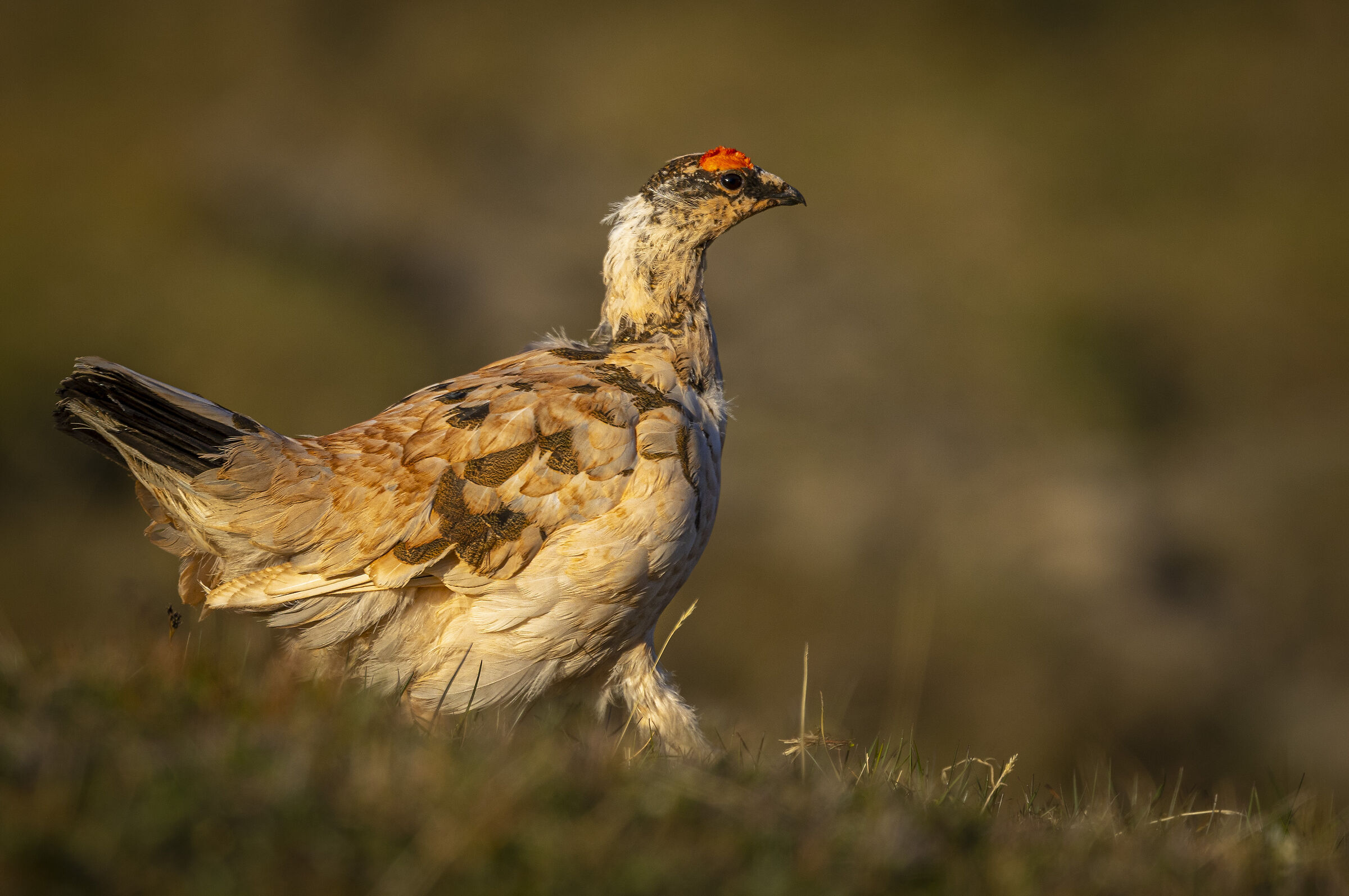 White partridge with summer coloring