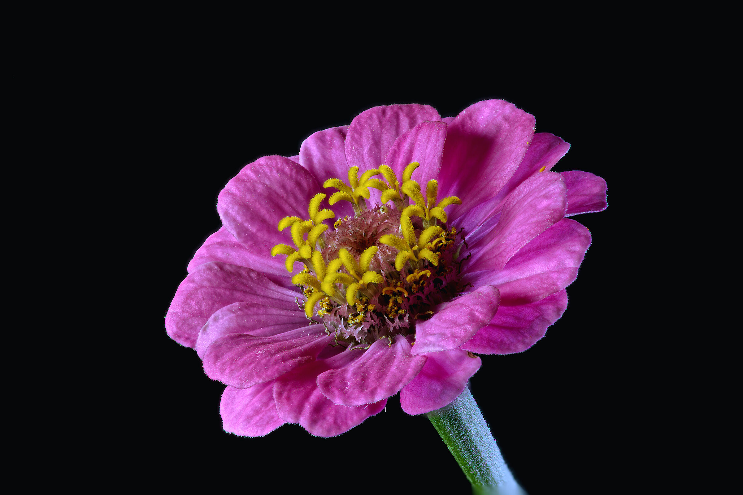 Zinnia...