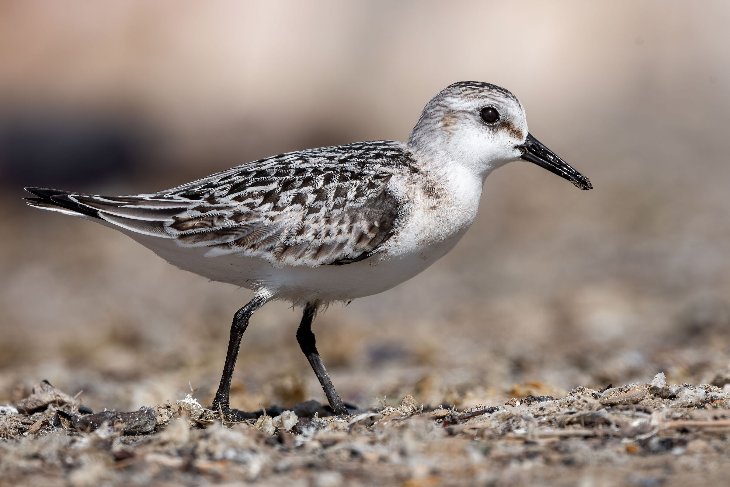 Piovanello tridattilo