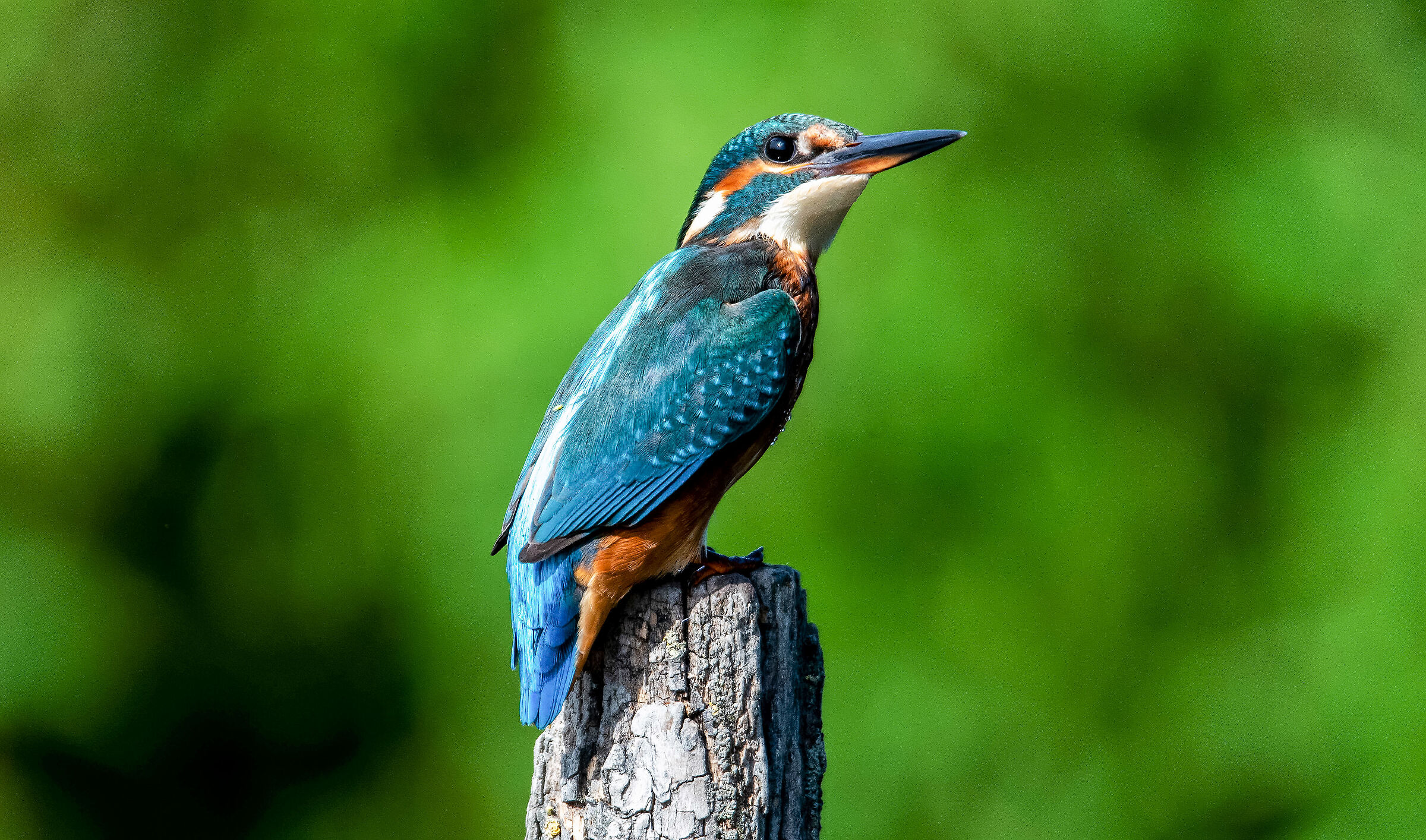 Kingfisher