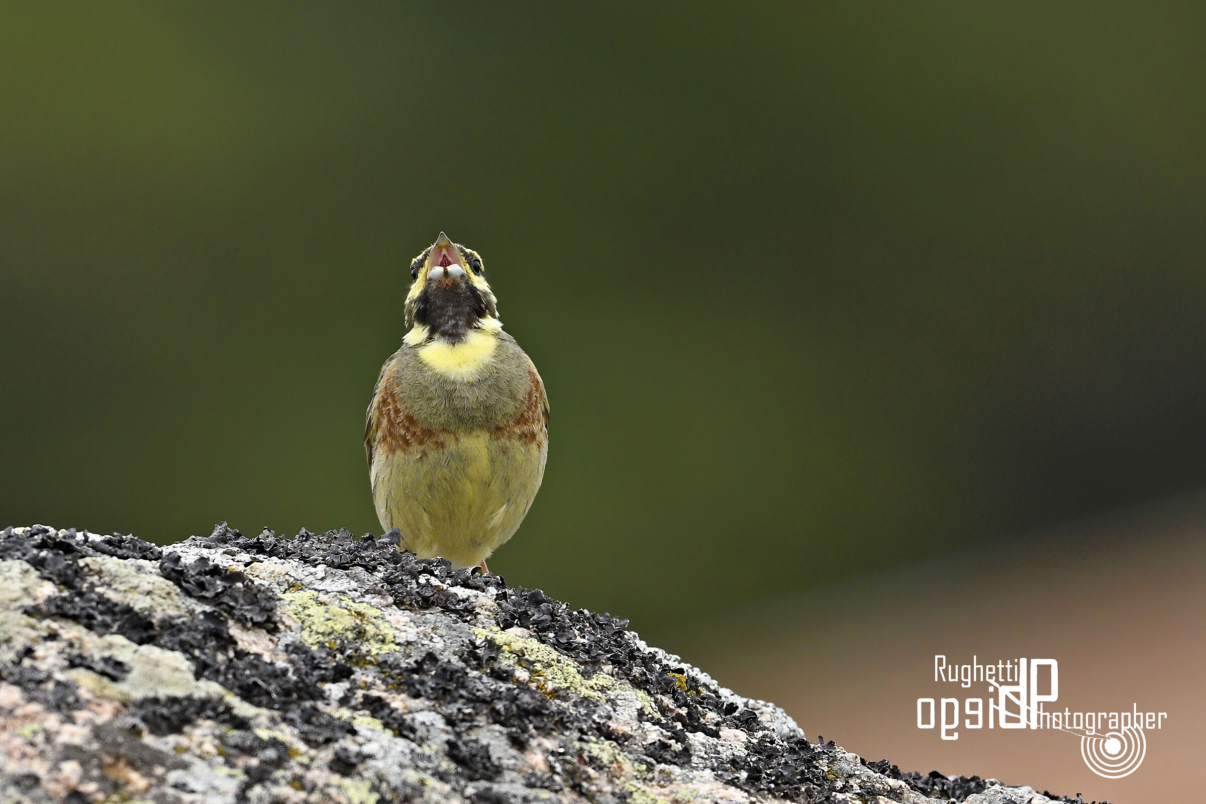 Cirl bunting