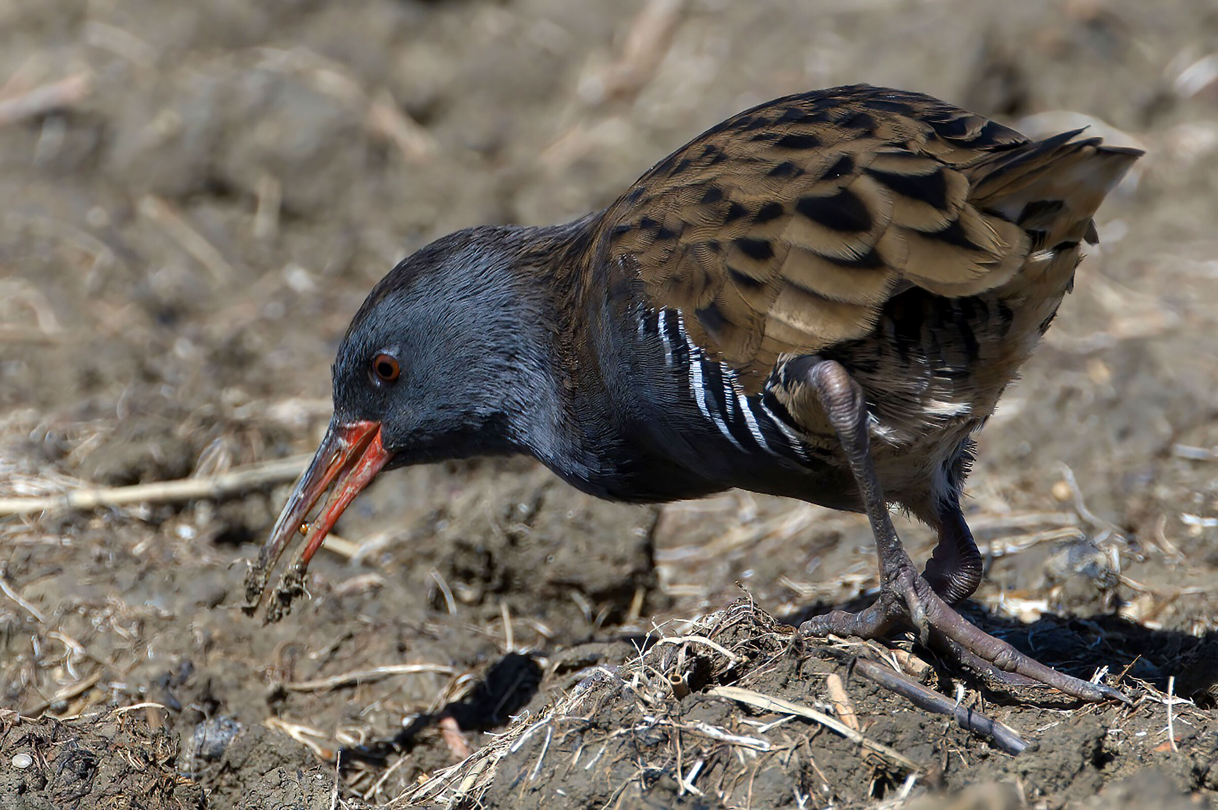 WATER RAIL