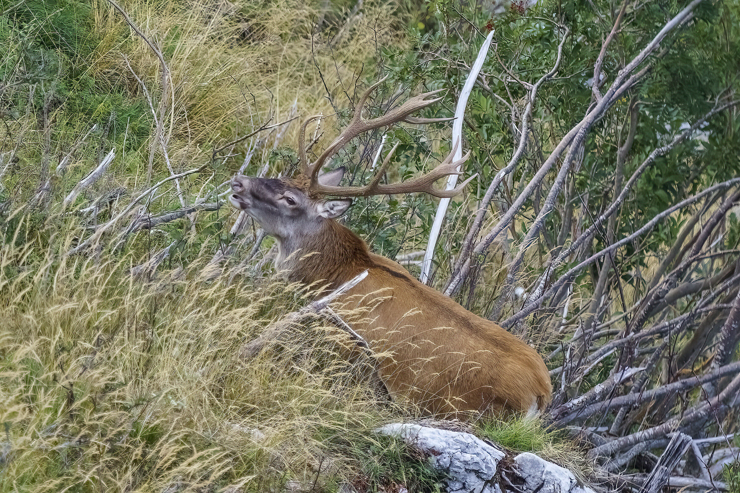 Deer in Val Resia