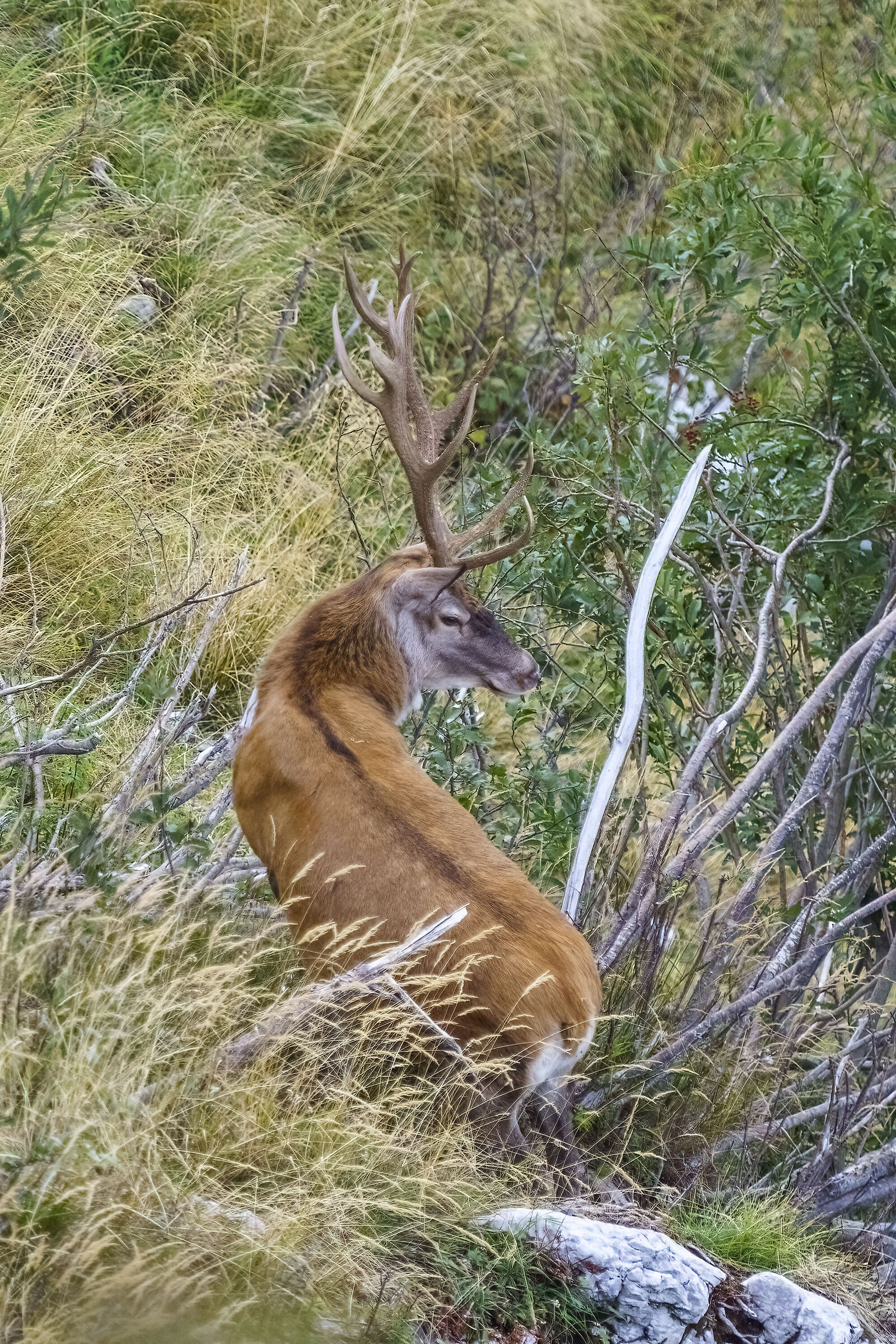 Deer in Val Resia 2