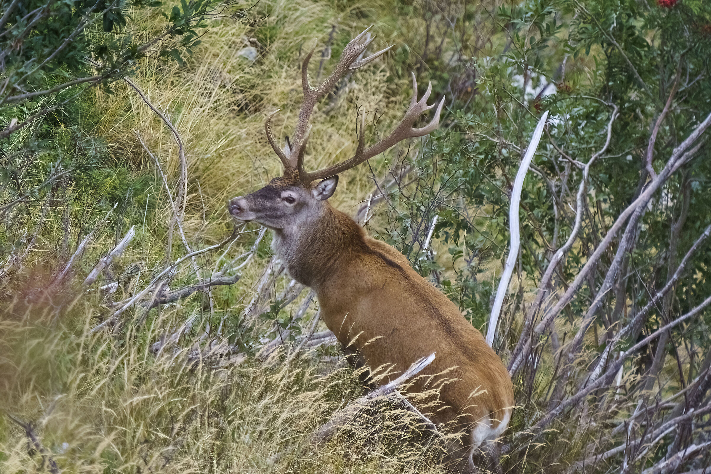 First hints of roar