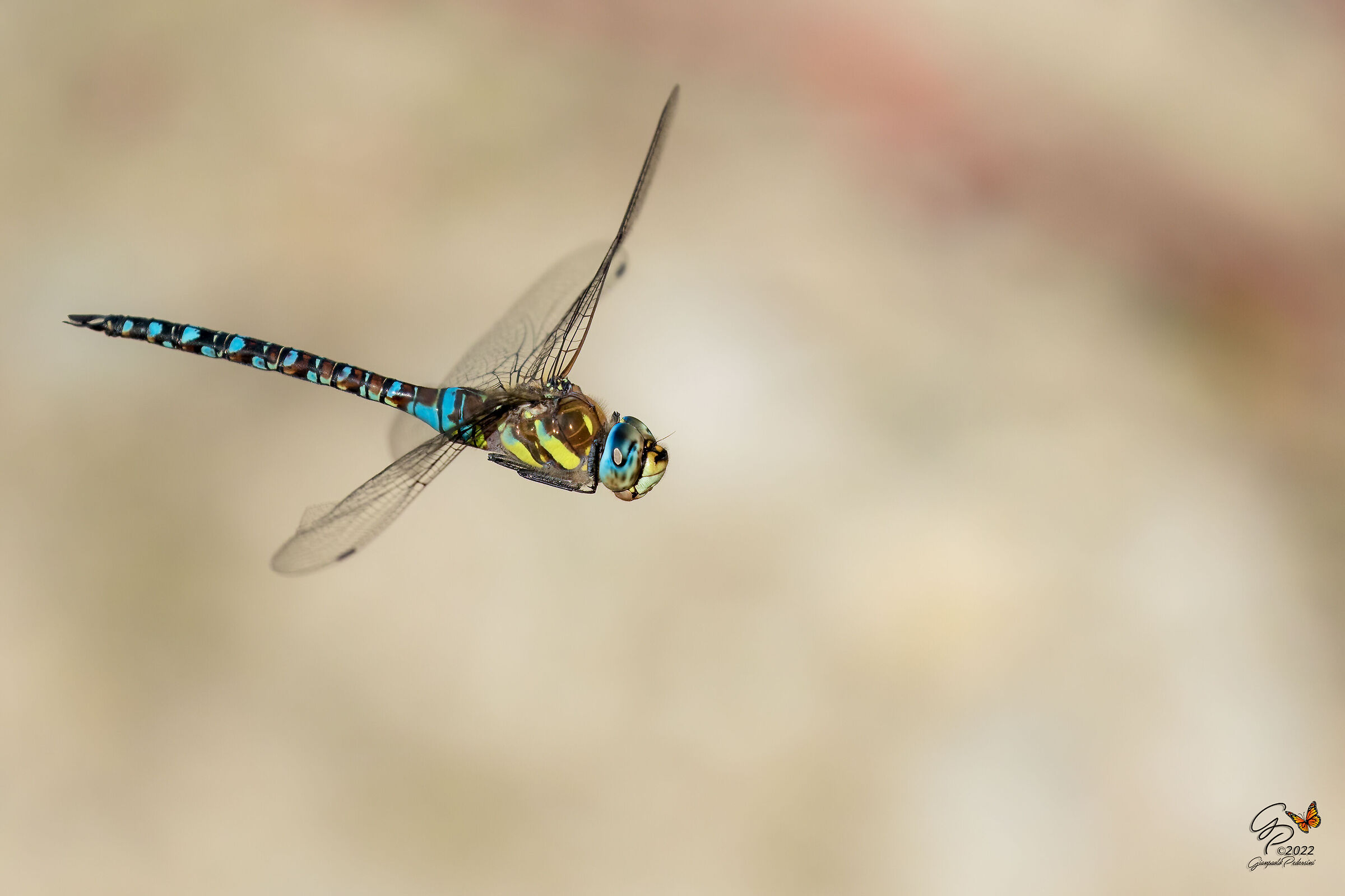 Libellulando .... Aeshna mixta