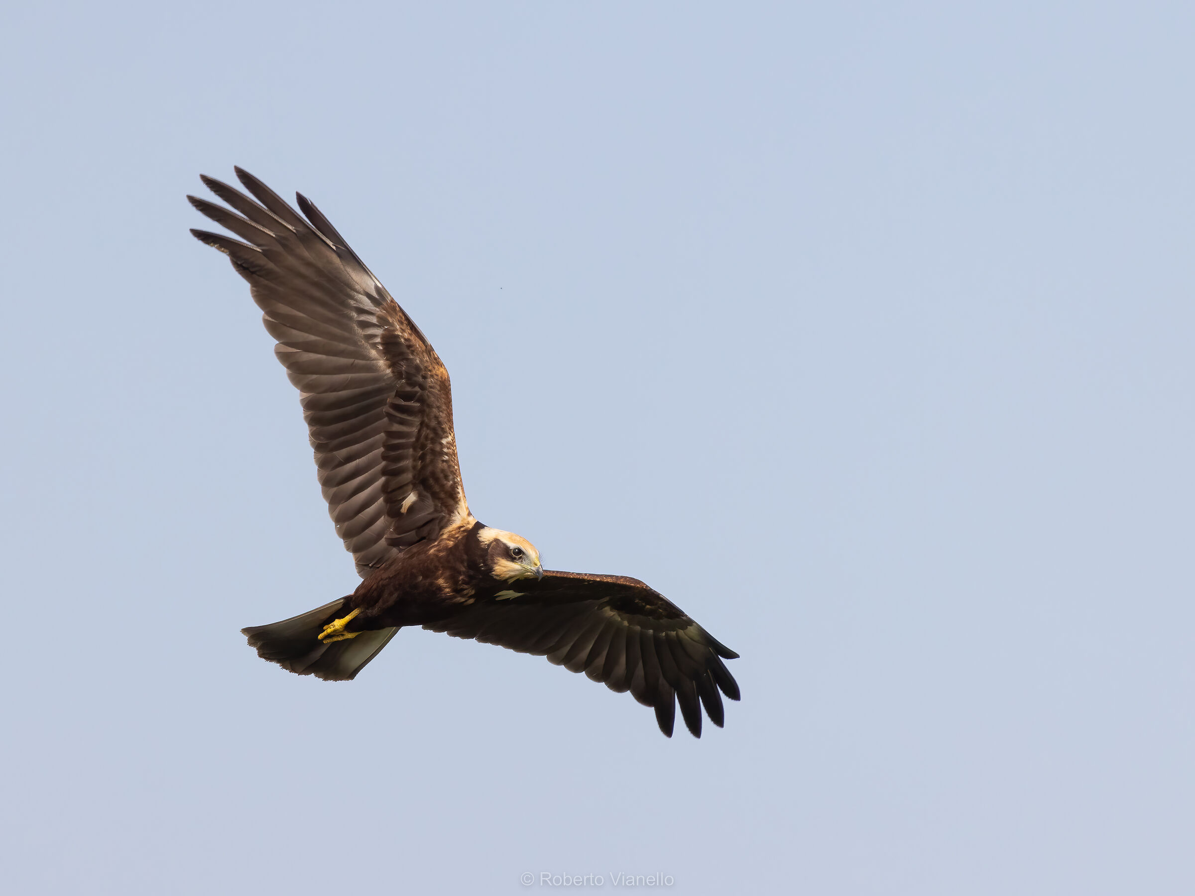 Falco di palude (Circus aeruginosus) Femmina