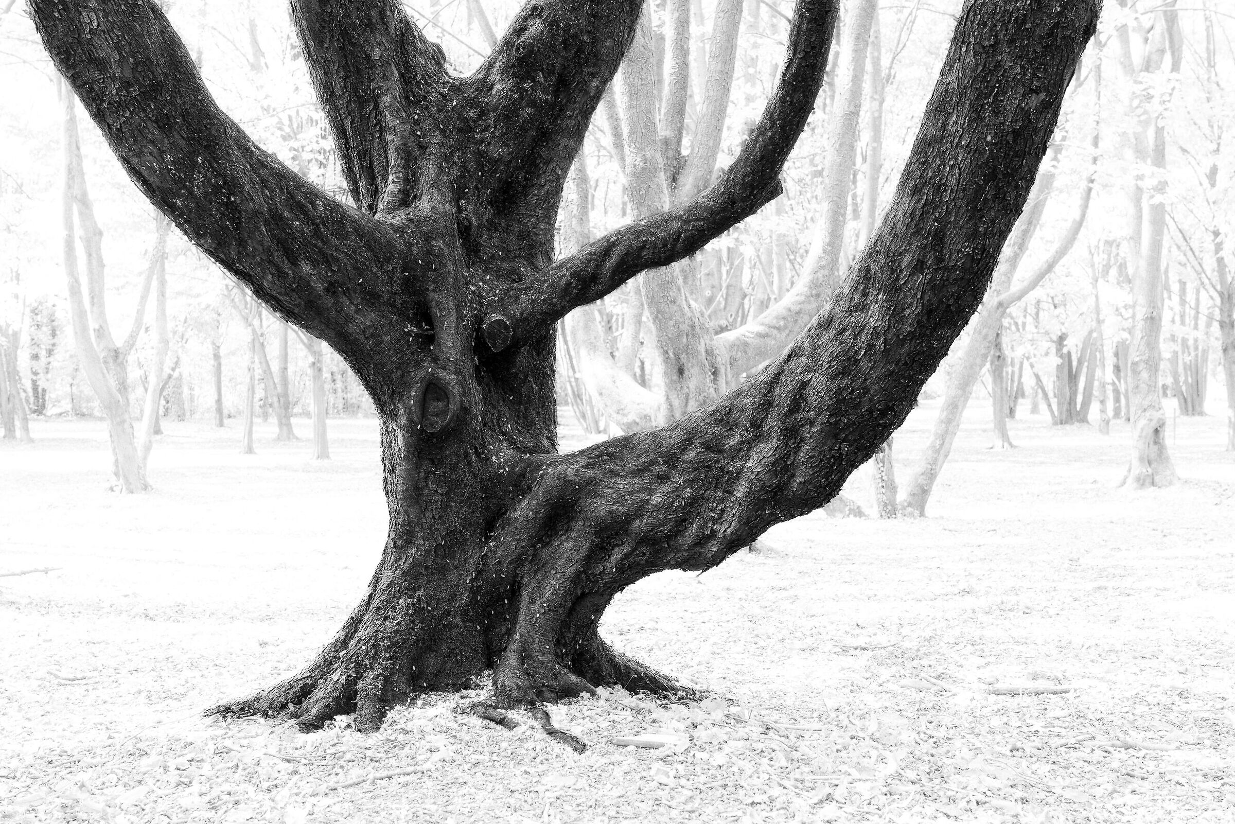 Interweaving of Nature...