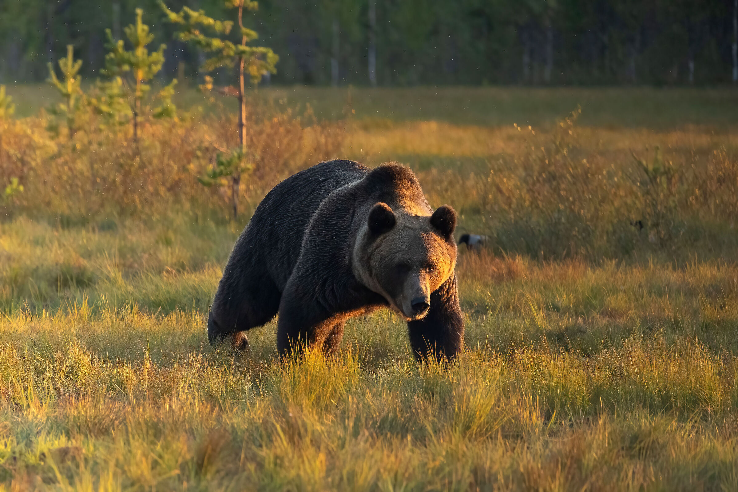 brown bear