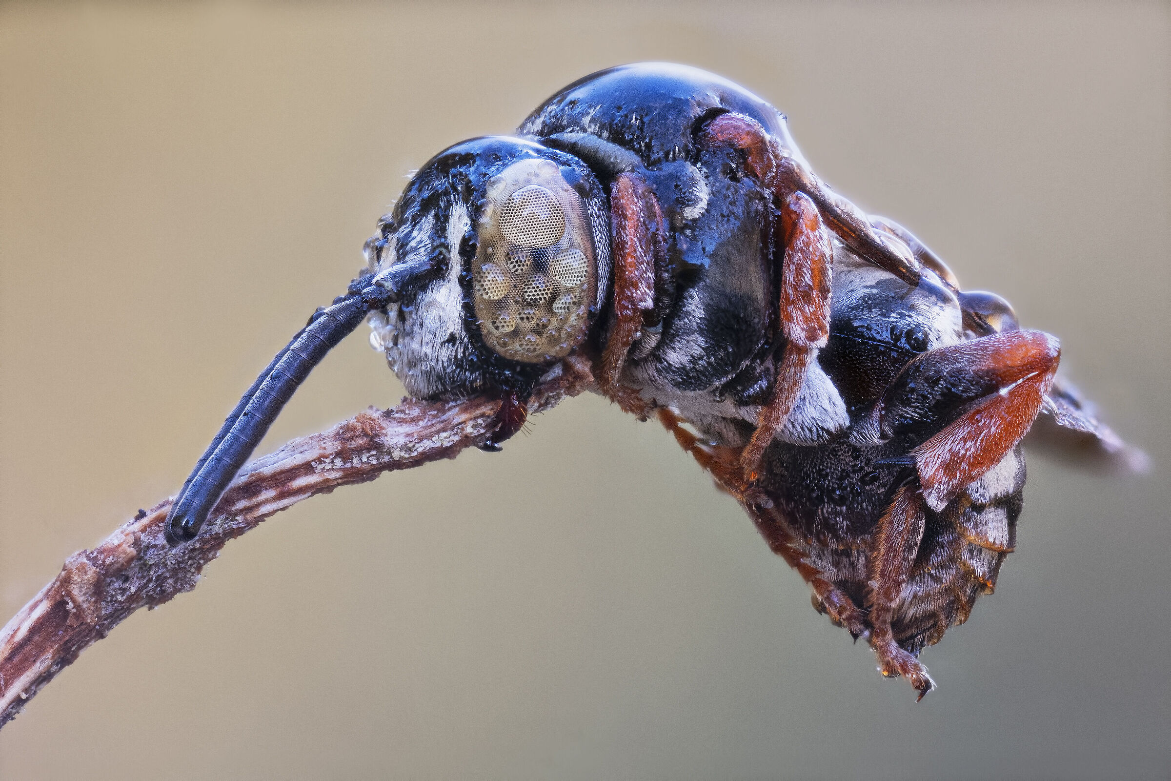 Nomada sp. z o.o.