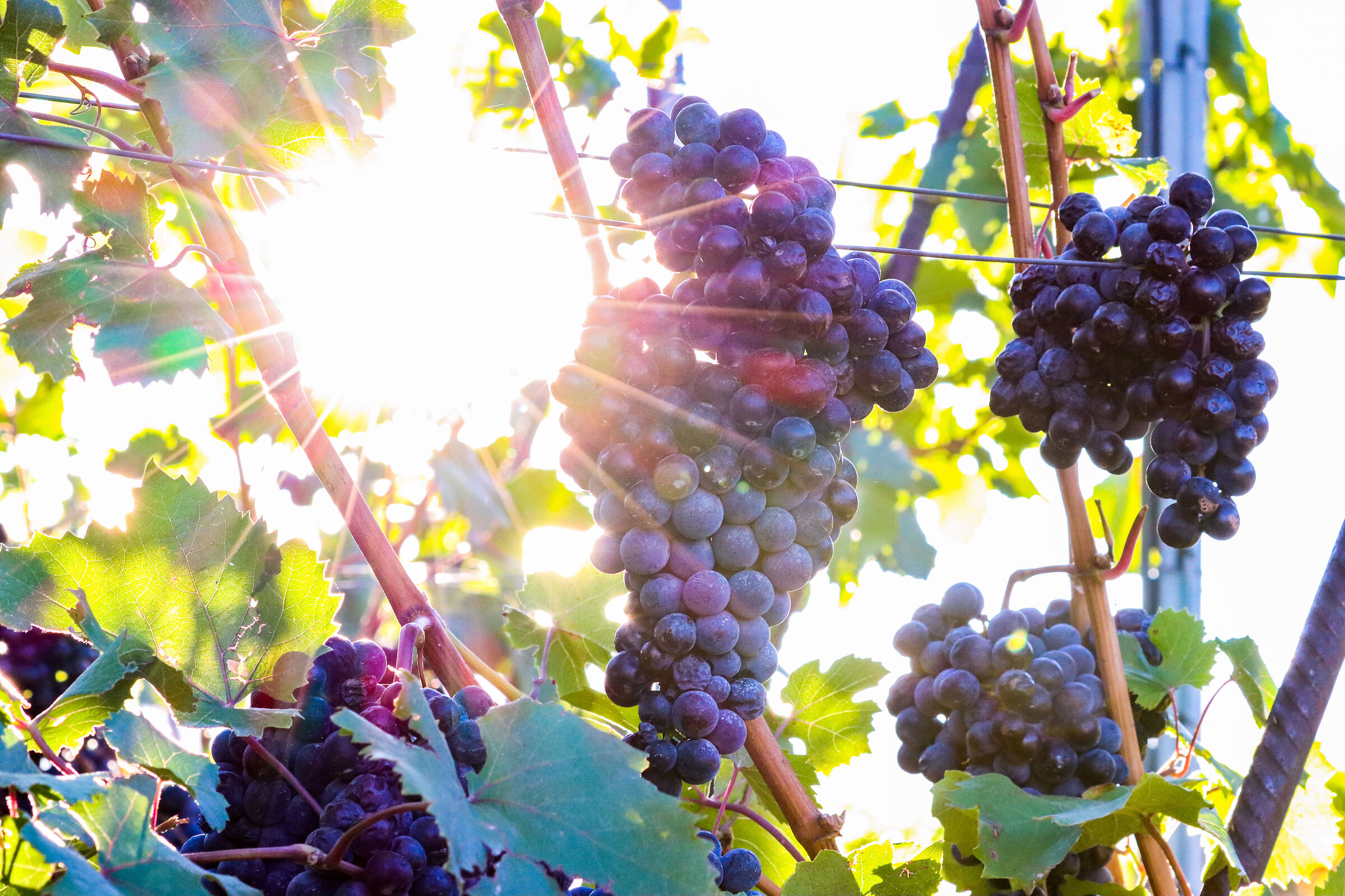 Controsole with Sunstar