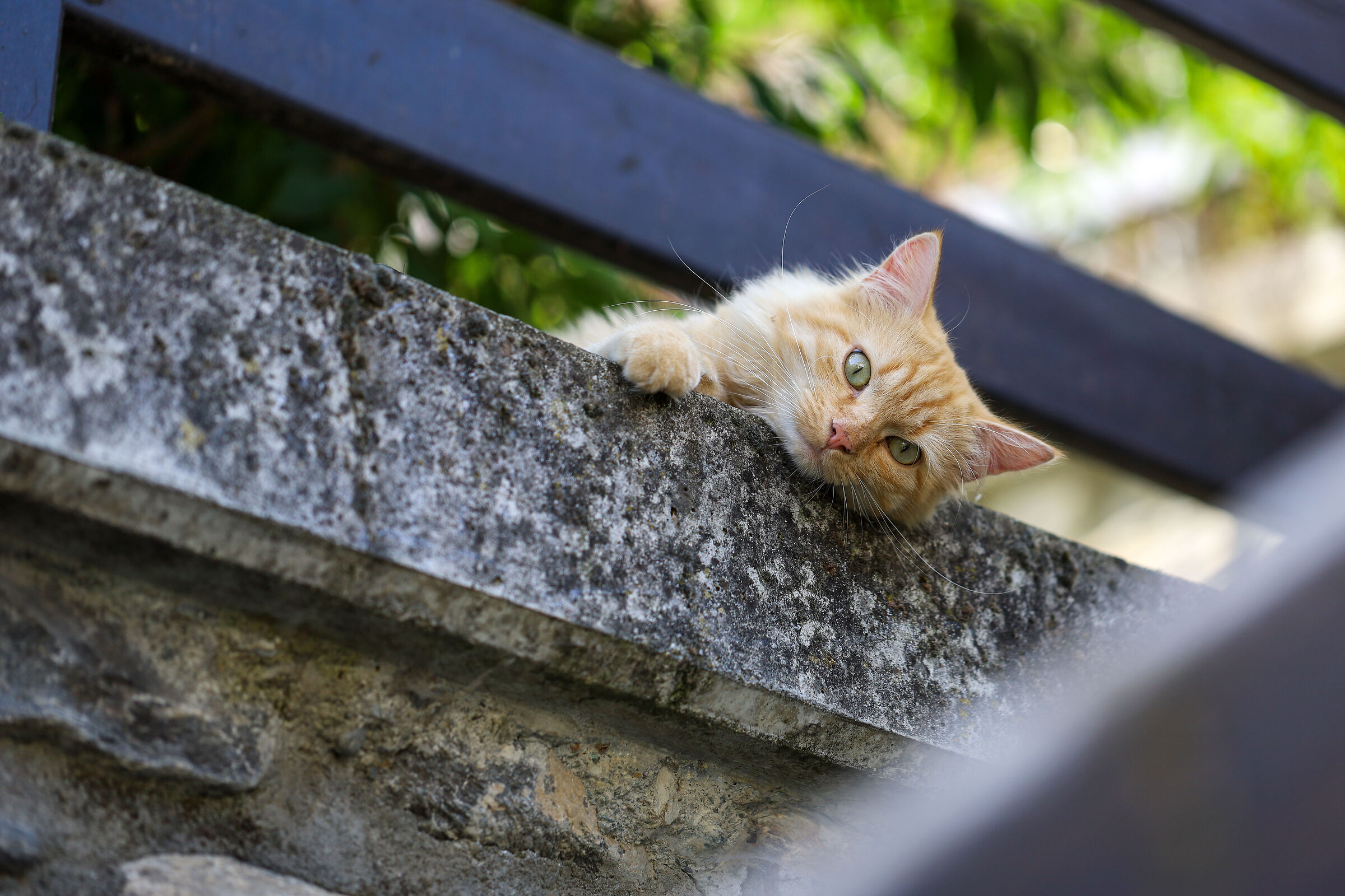 Cat-Relax