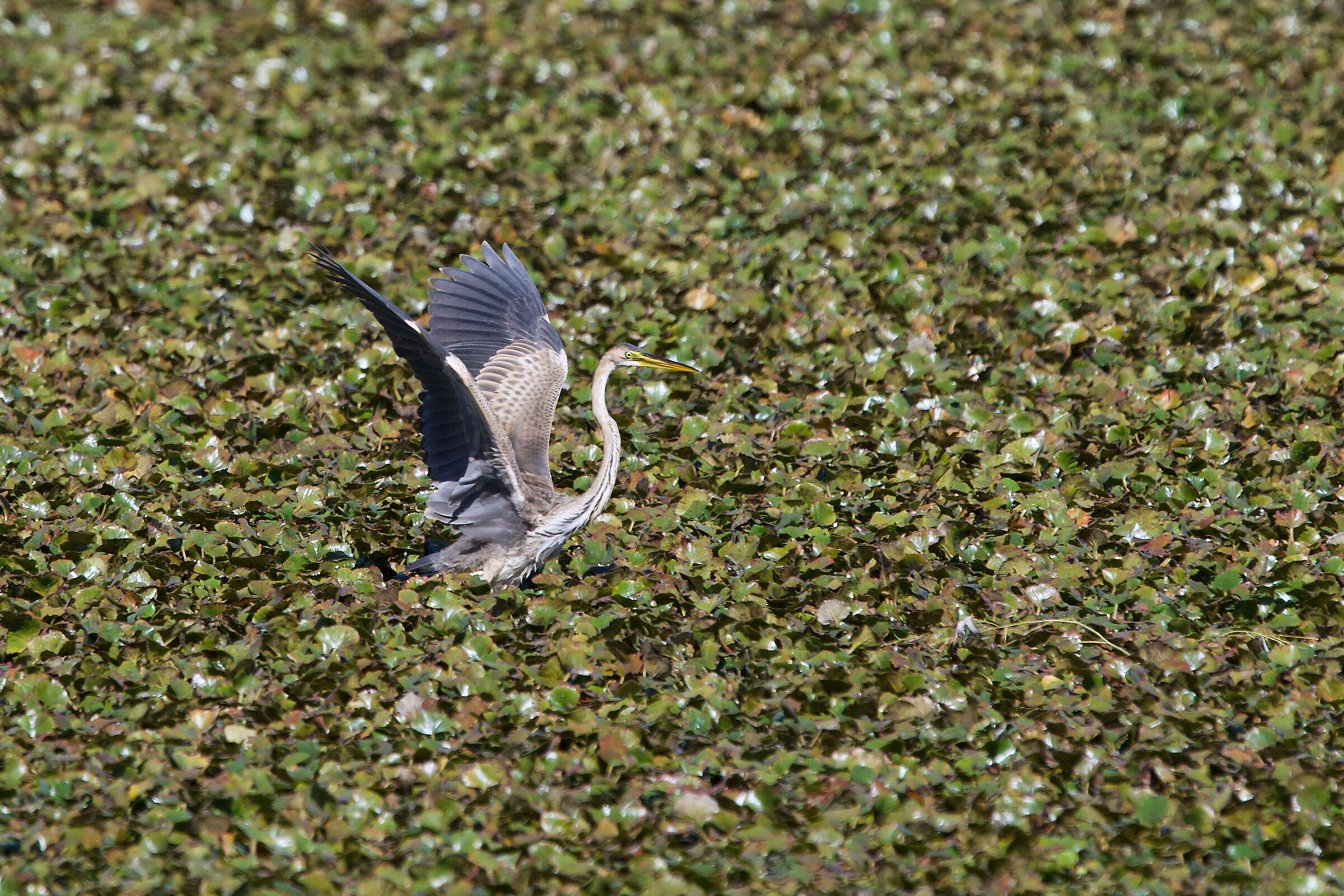 purple heron