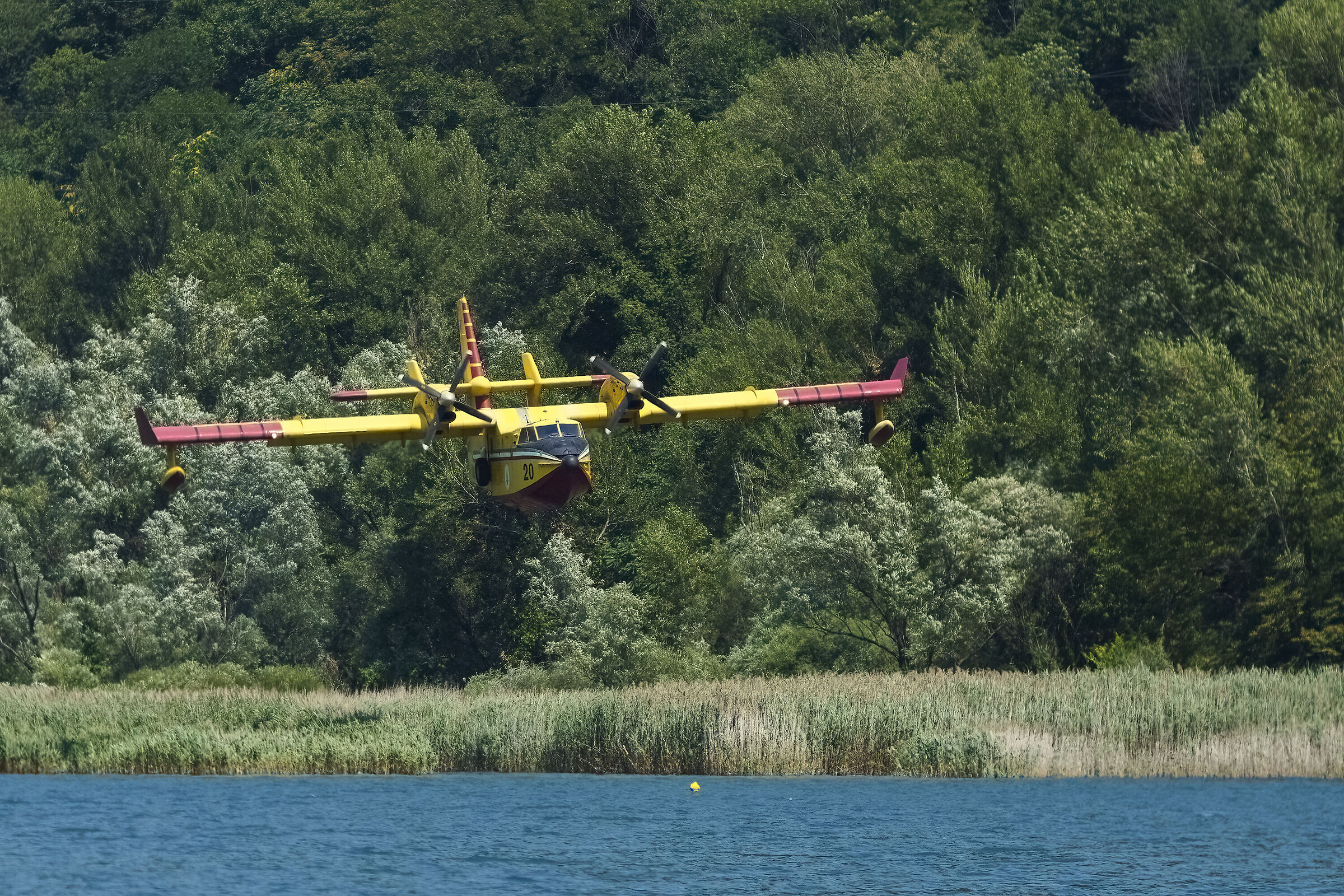 Canadair a filo di bosco