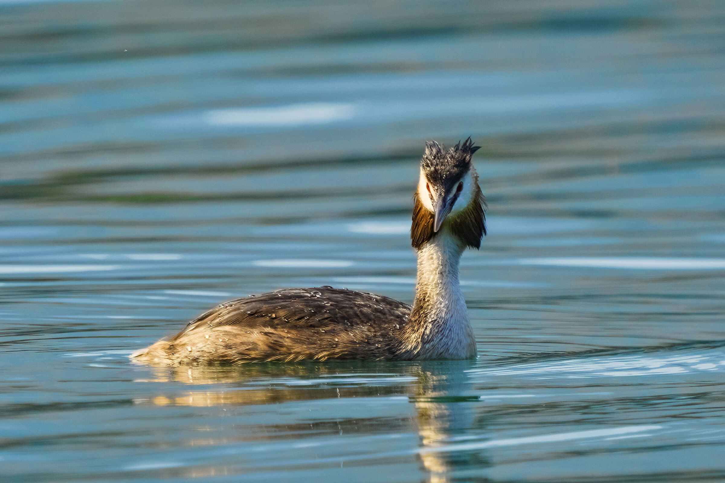 Grebe