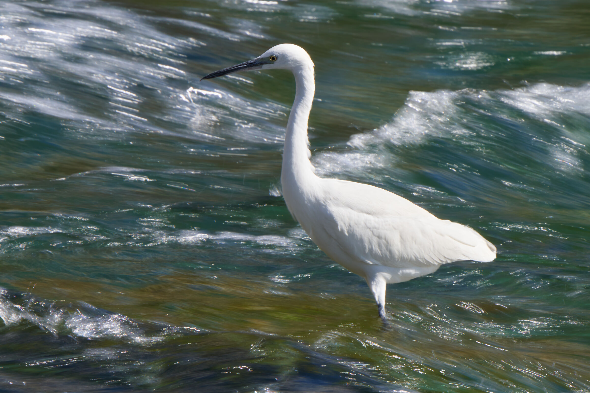 Garzetta in acque mosse