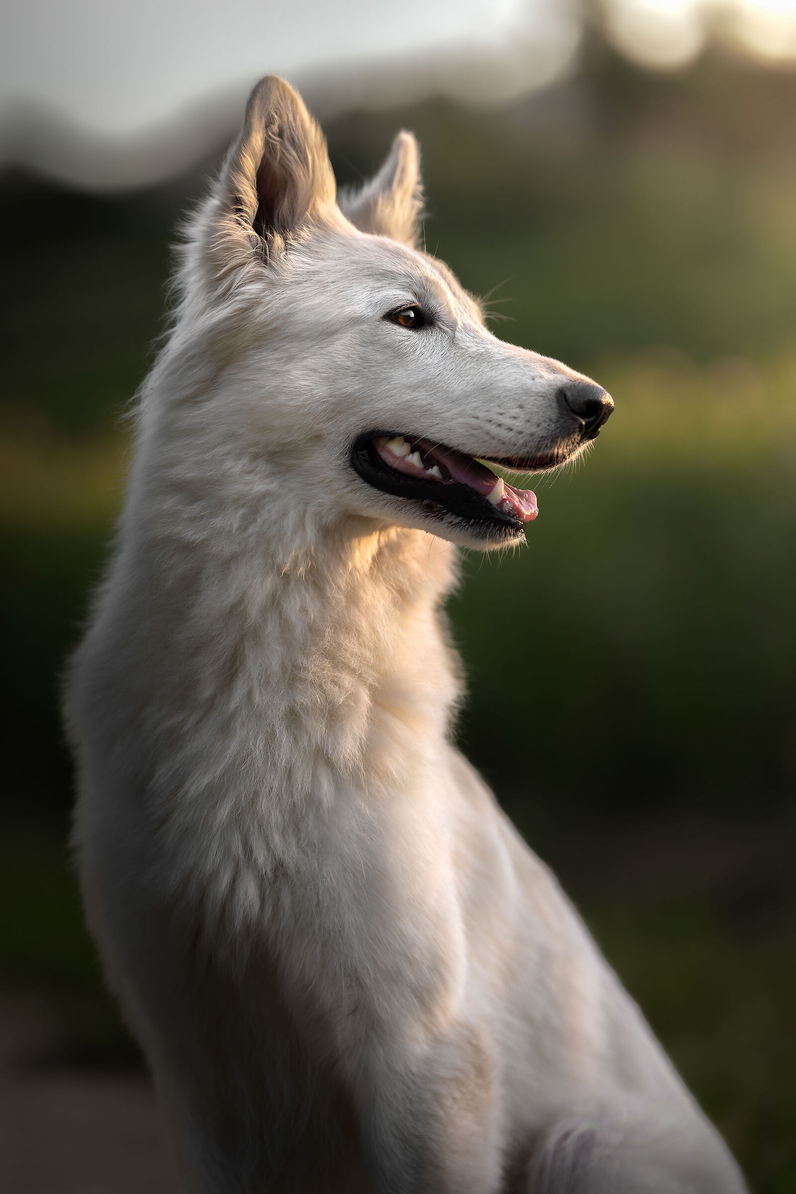 White wolf