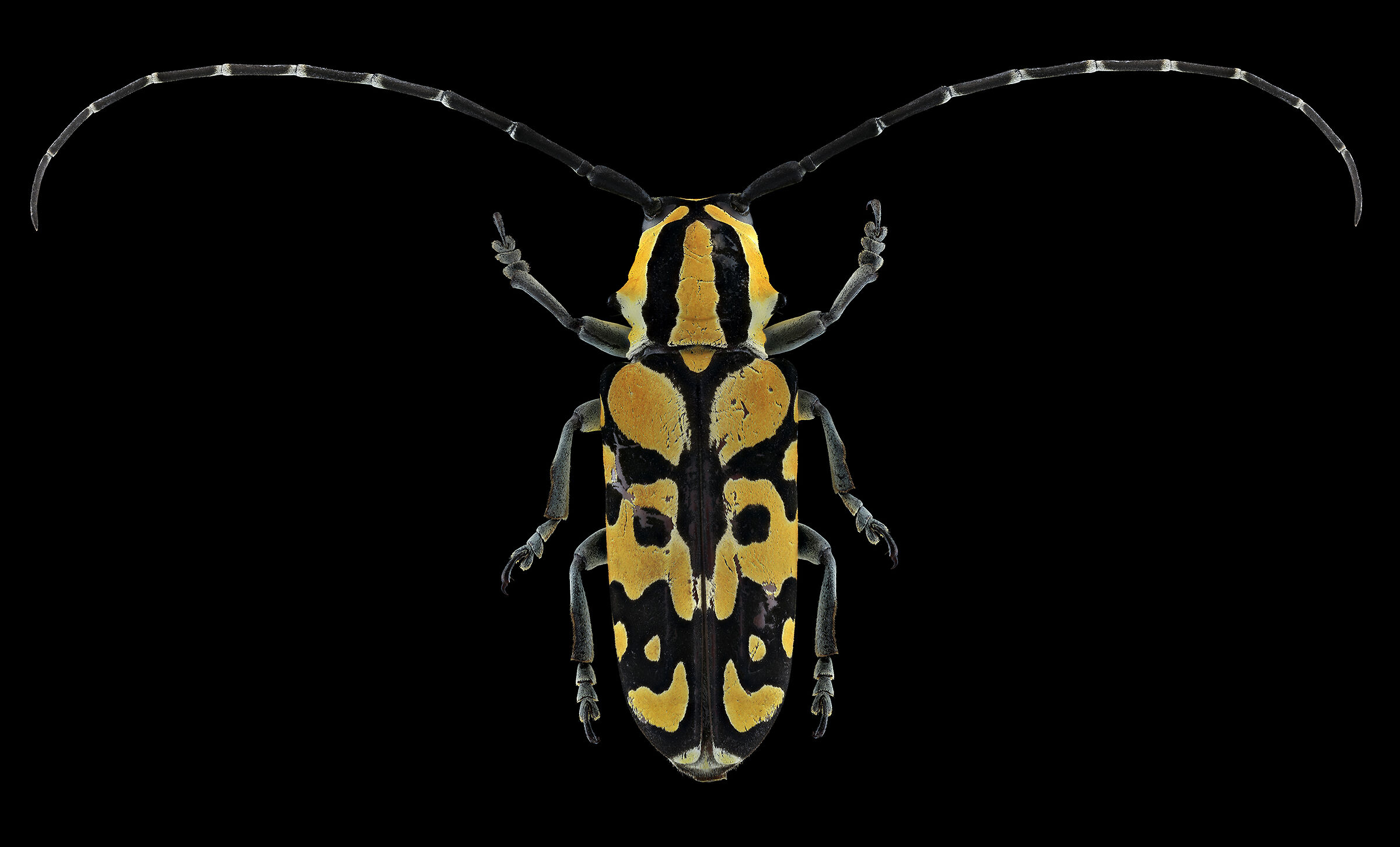 Variegated tragocephala