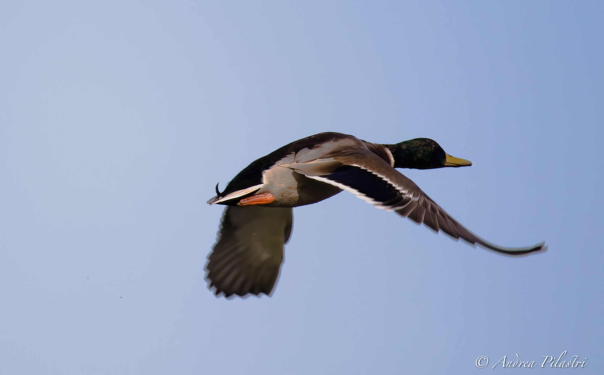 Germano in flight
