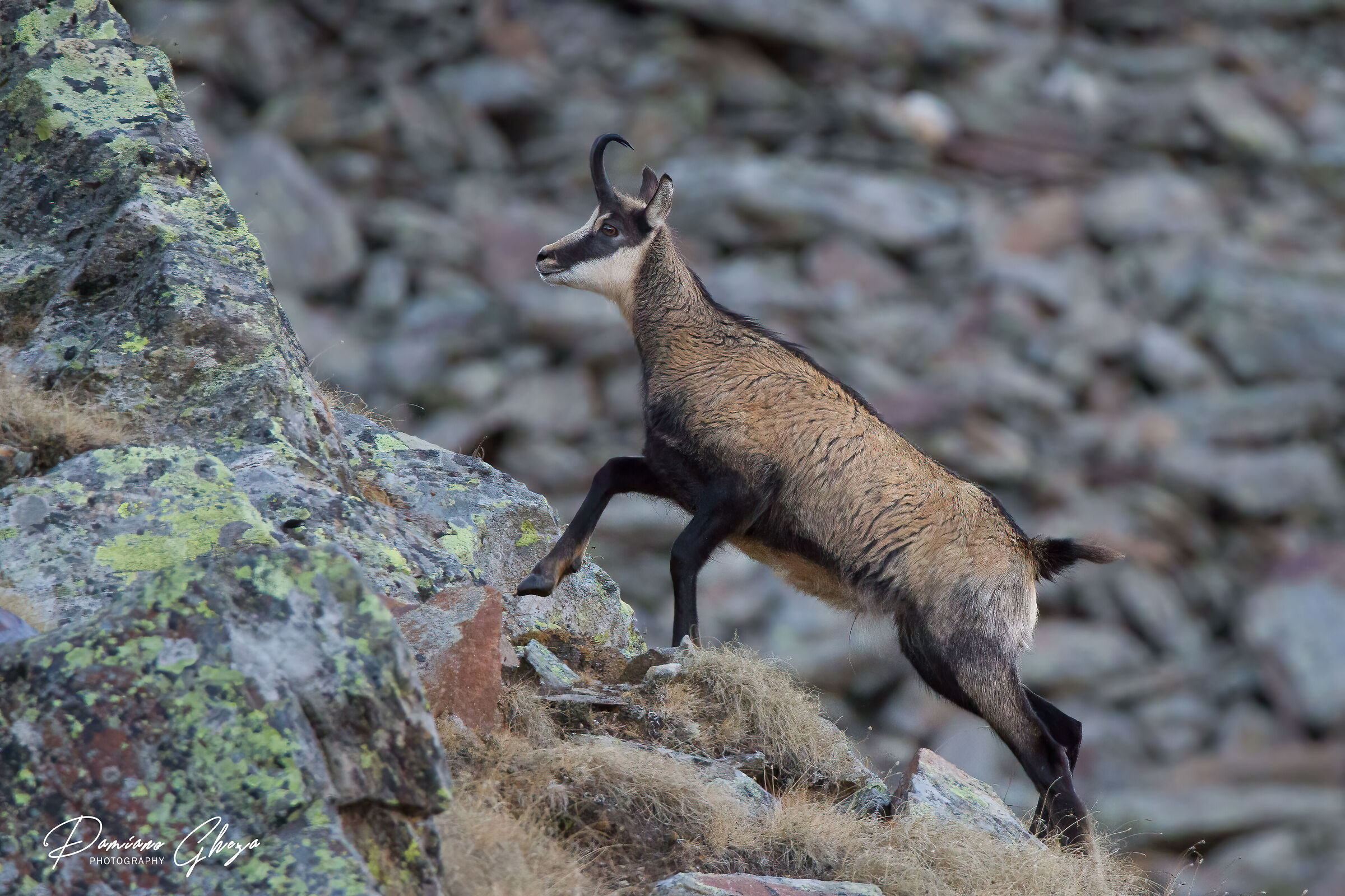 Chamois