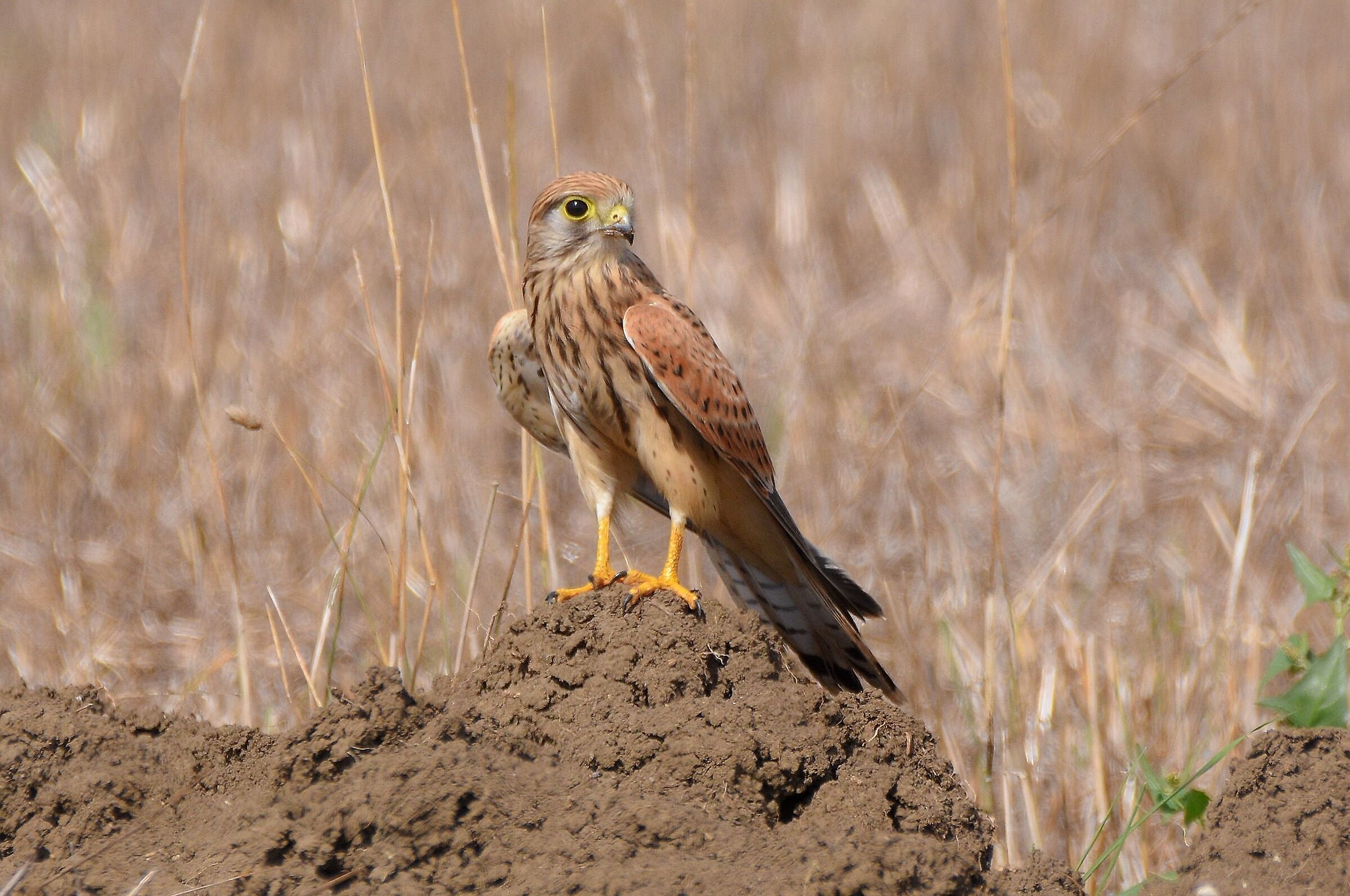 Gheppio (Falco tinnuculus)