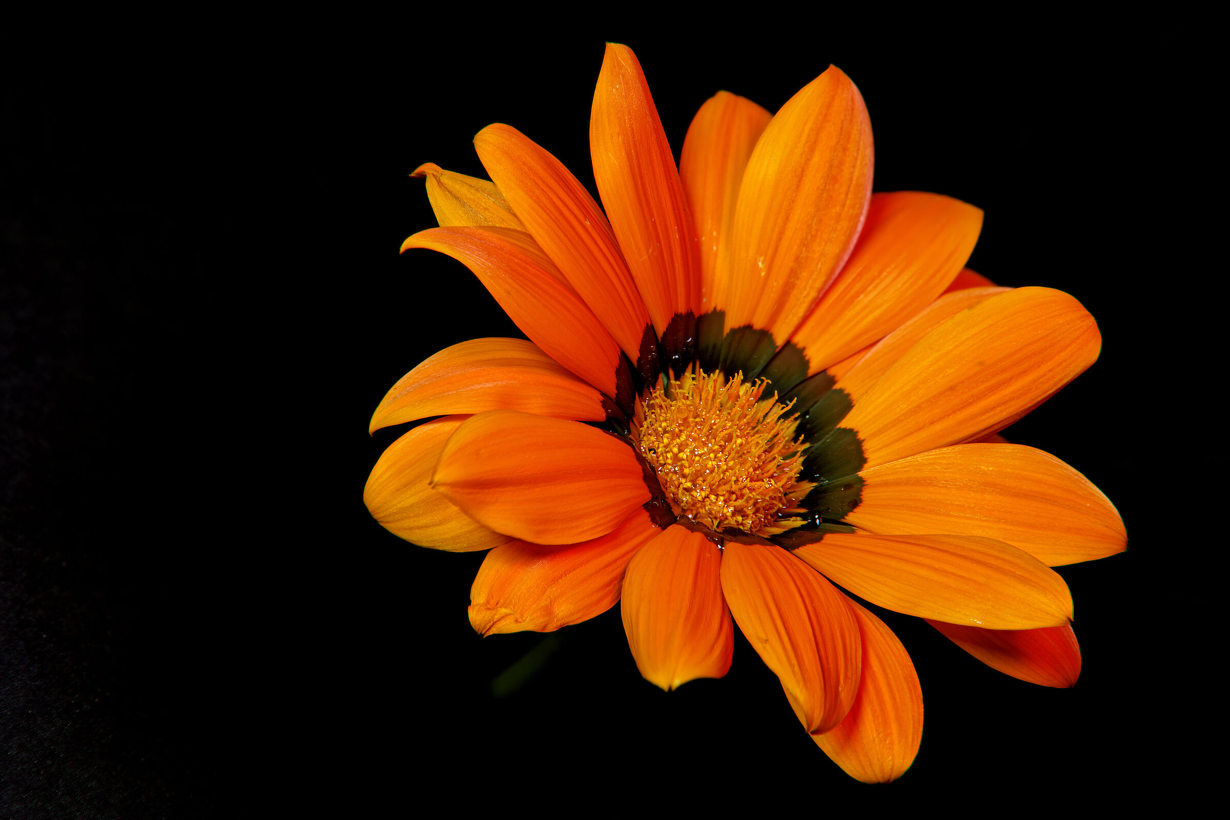 Gazania...