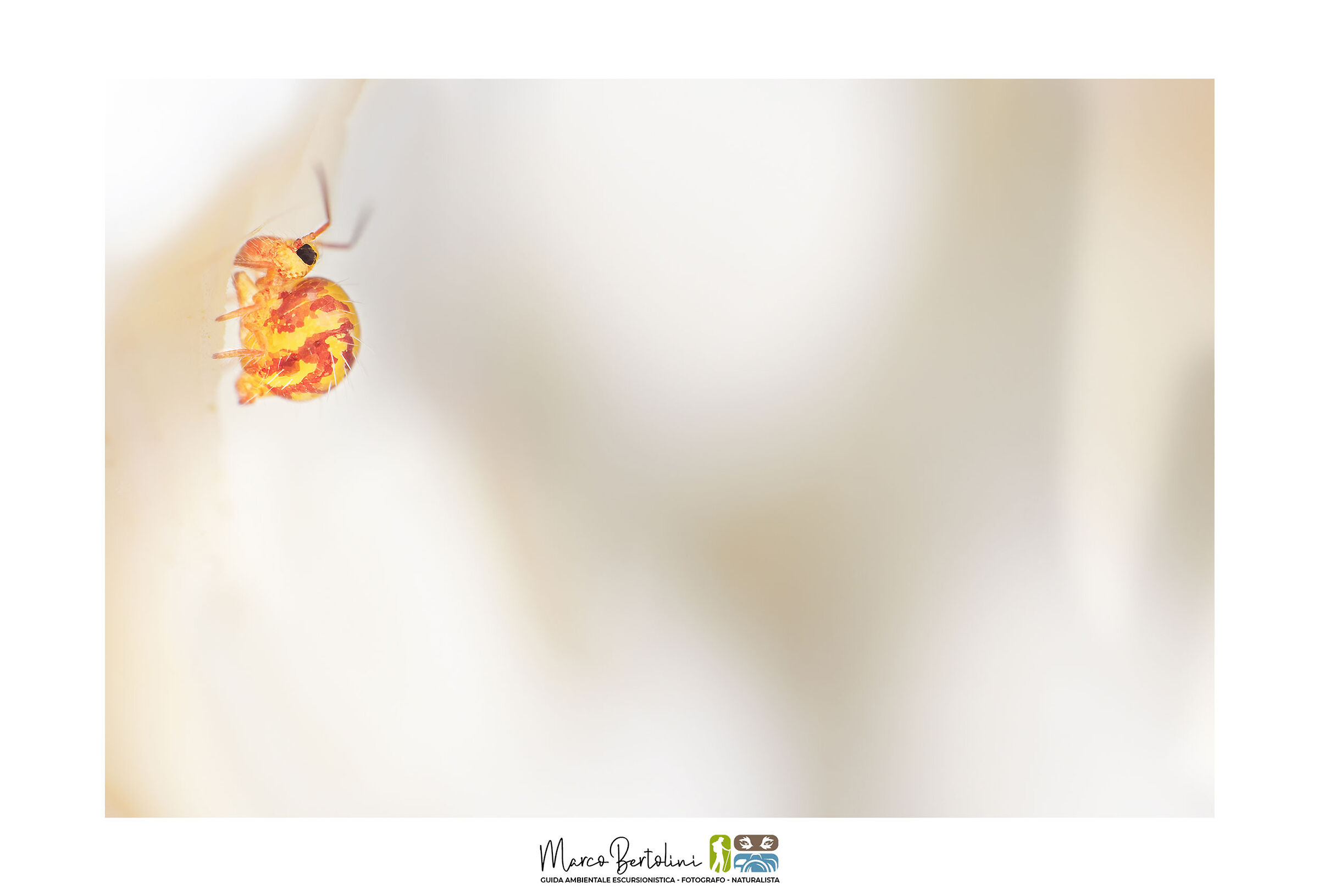 Dentro le lamelle di un fungo