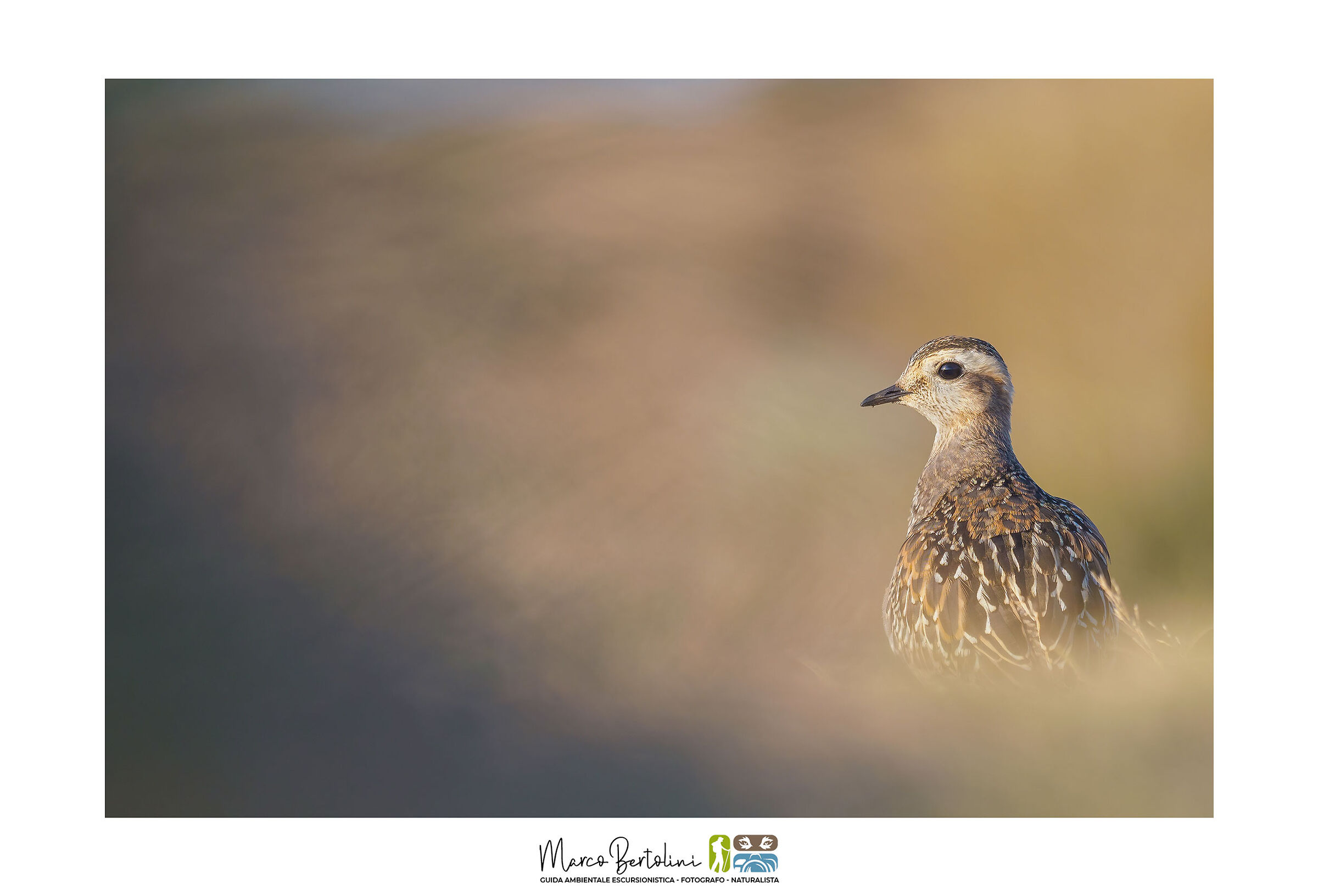 Tortolino alle prime luci