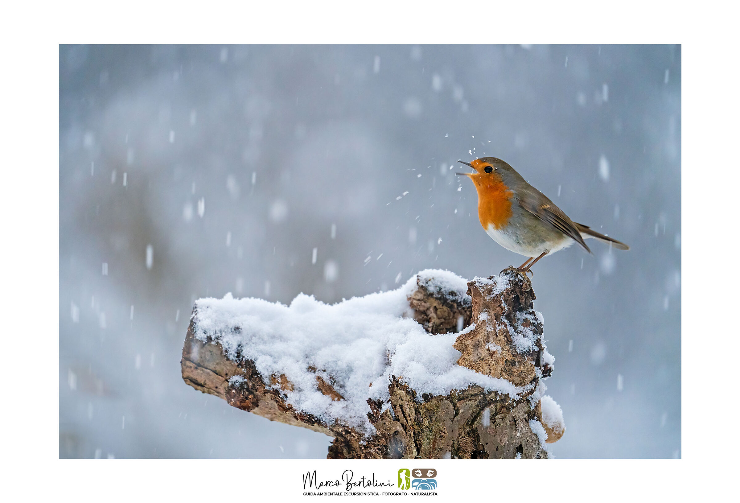 Pettirosso sotto la neve