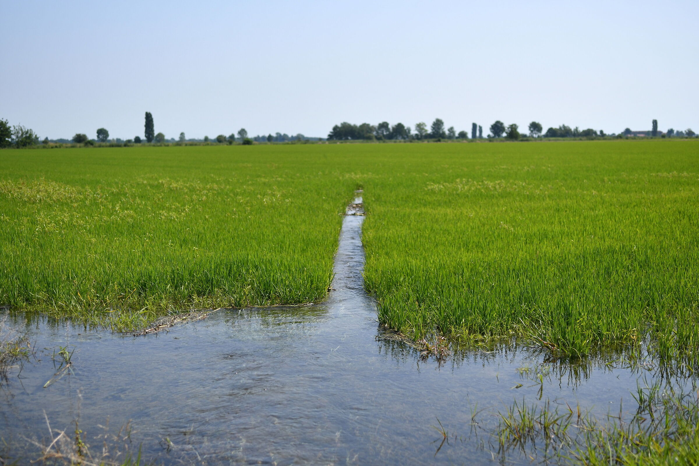 VERCELLI RICE PADDY
