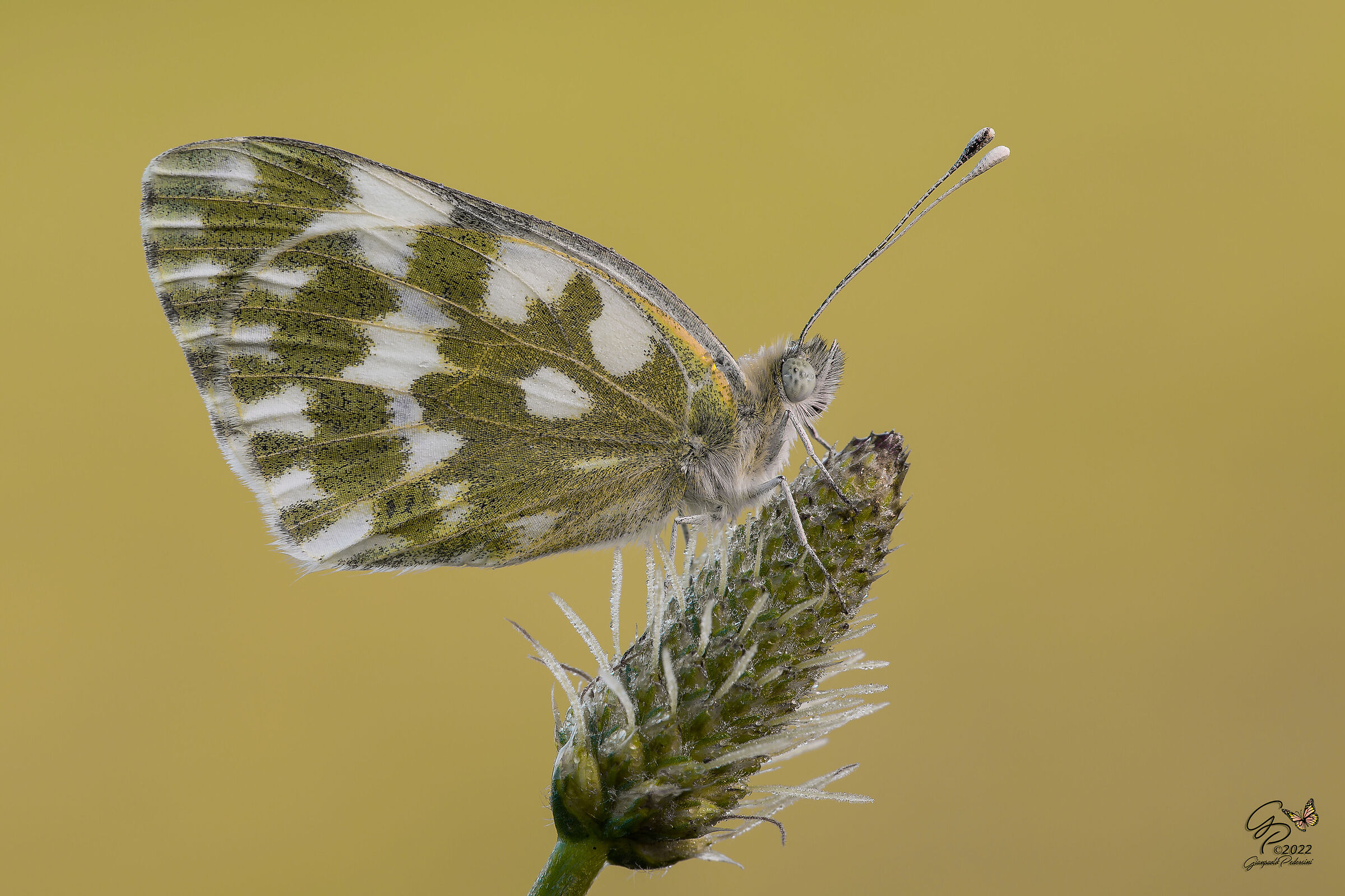 Pontia edusa