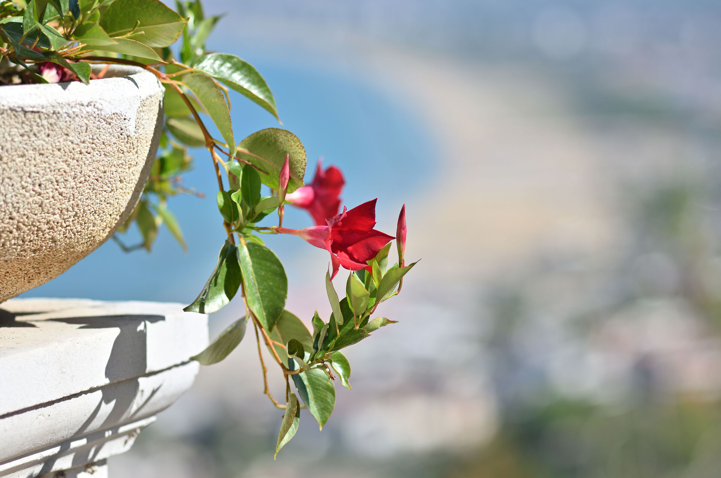 Test Nikkor ai-s 135 f.3,5