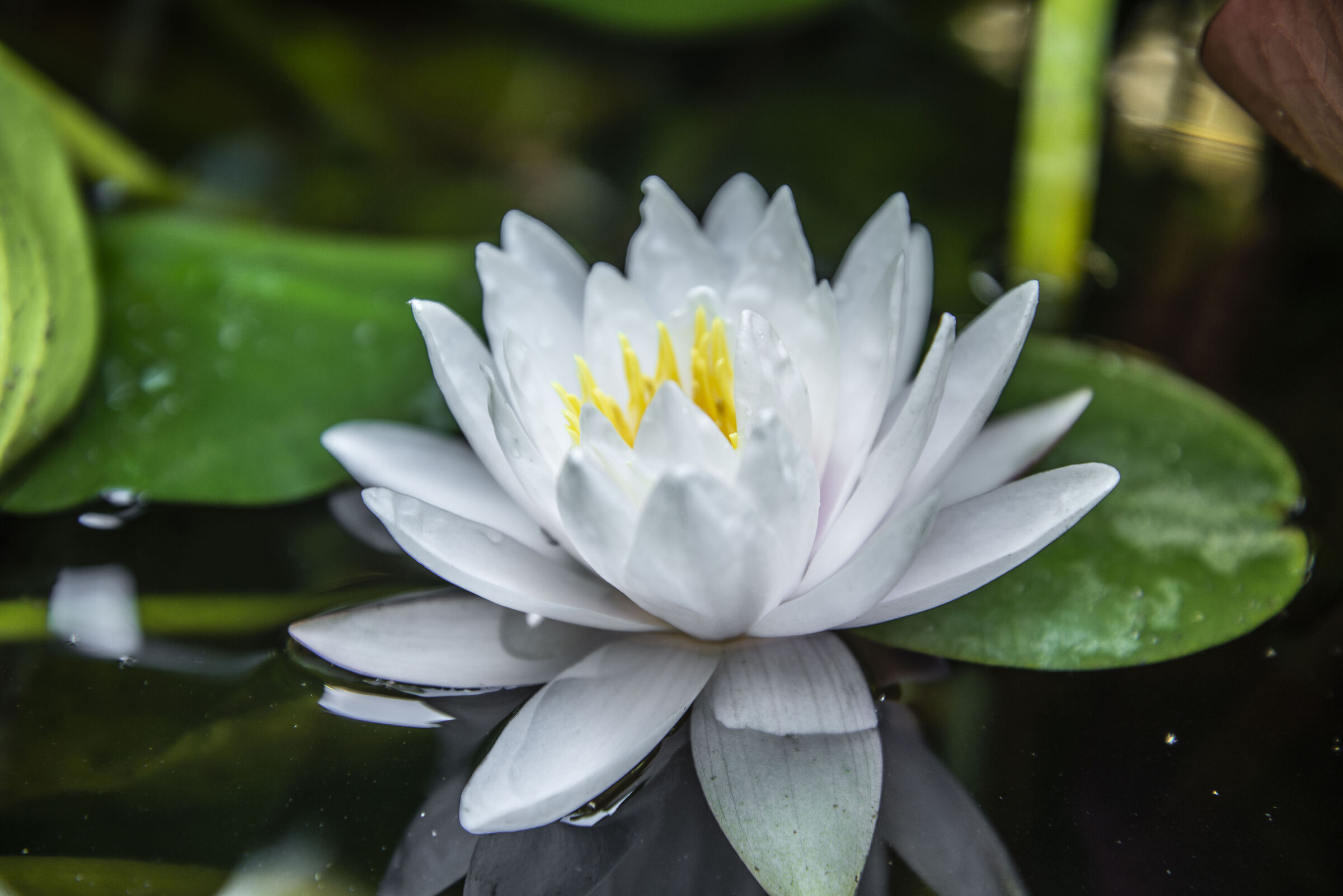 Water lily