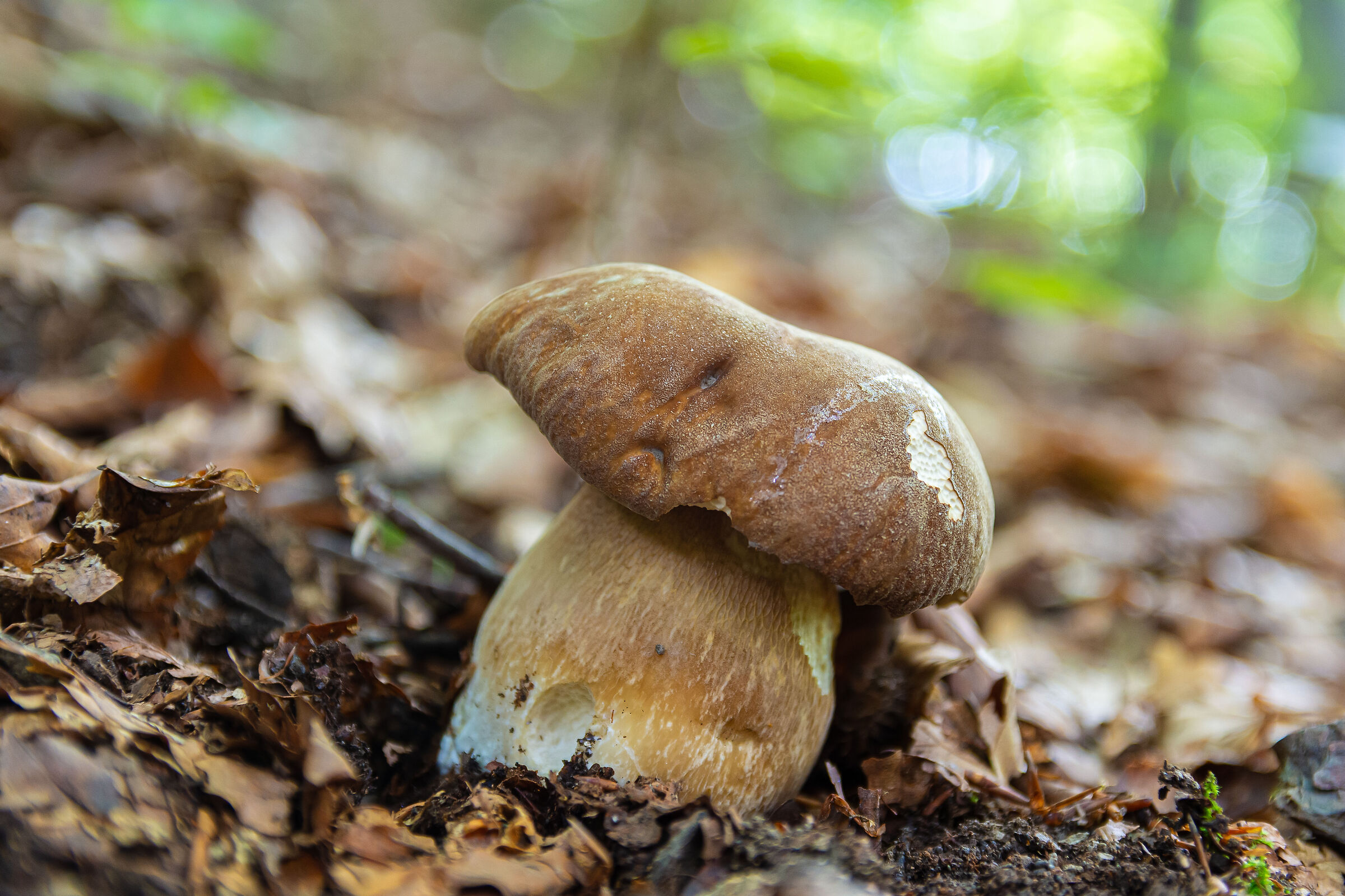 Sua maestà, il porcino!