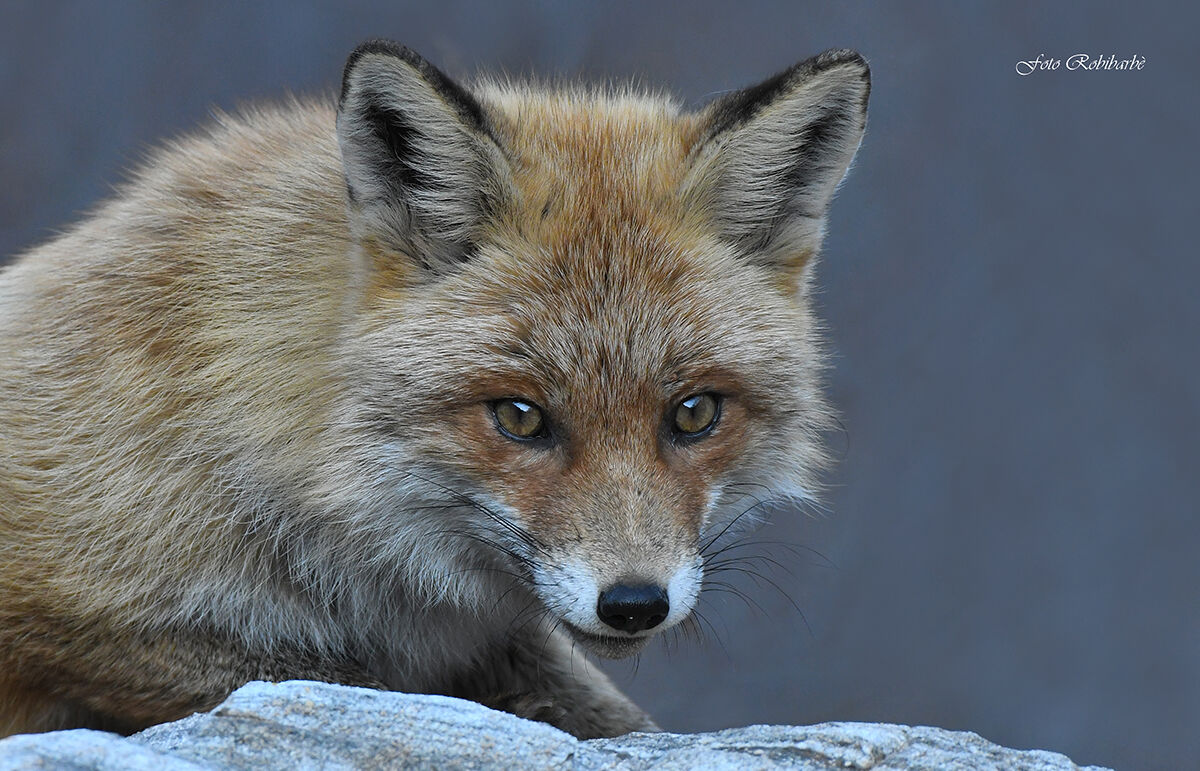 La Volpe in primo piano...