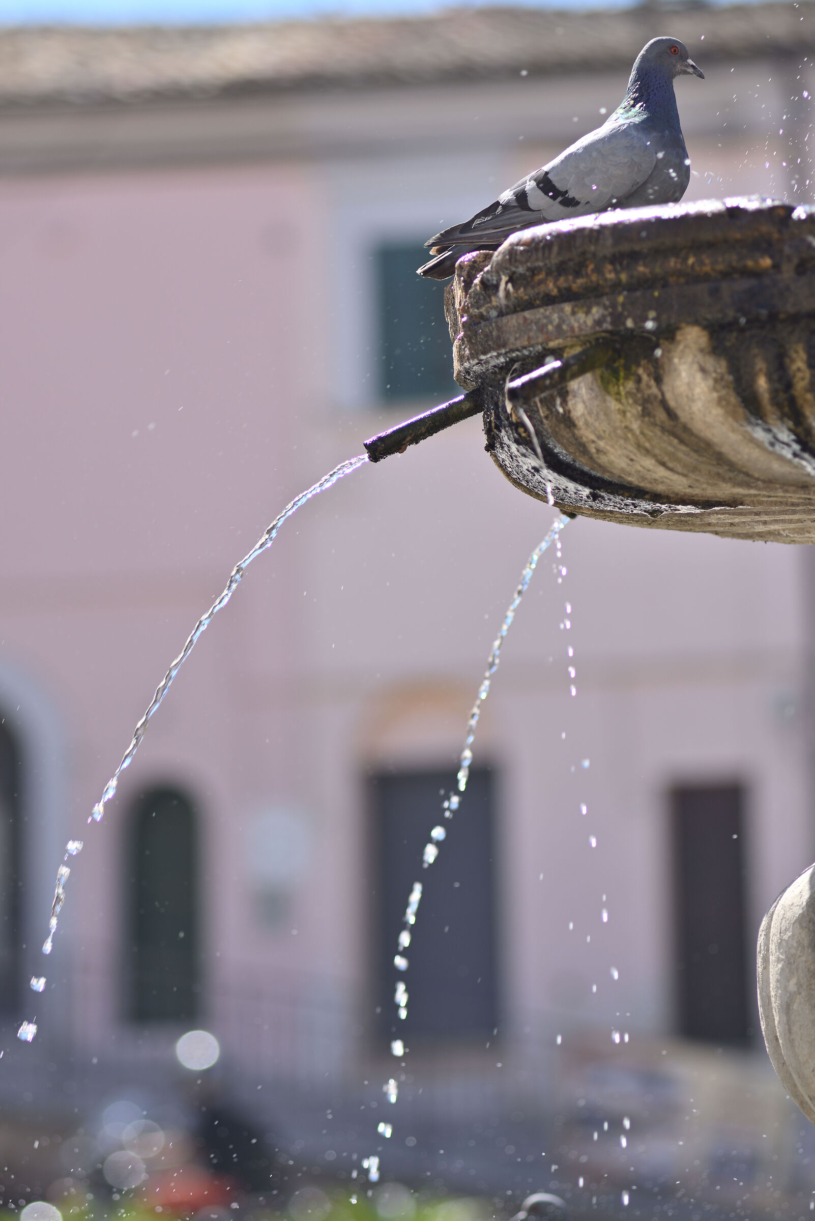 Test Nikkon AI-s 135 f/ 3,5