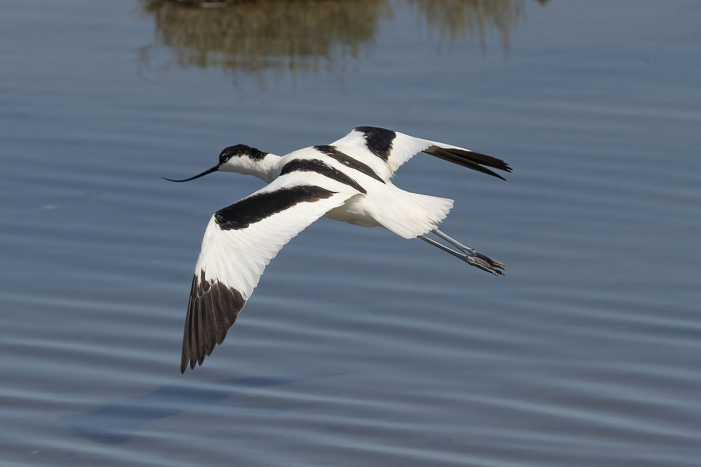 Lio Piccolo - Avocetta