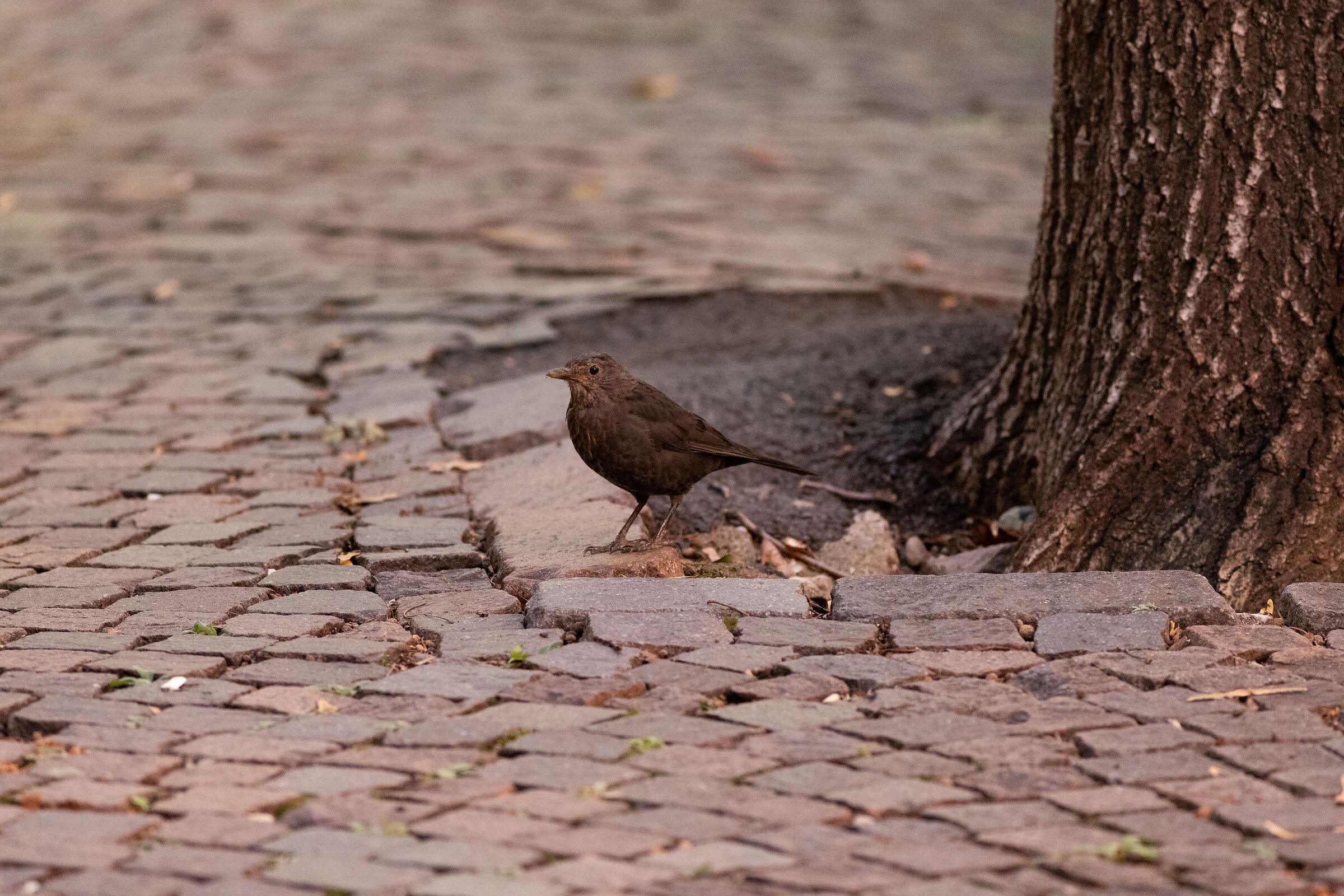Female blackbird