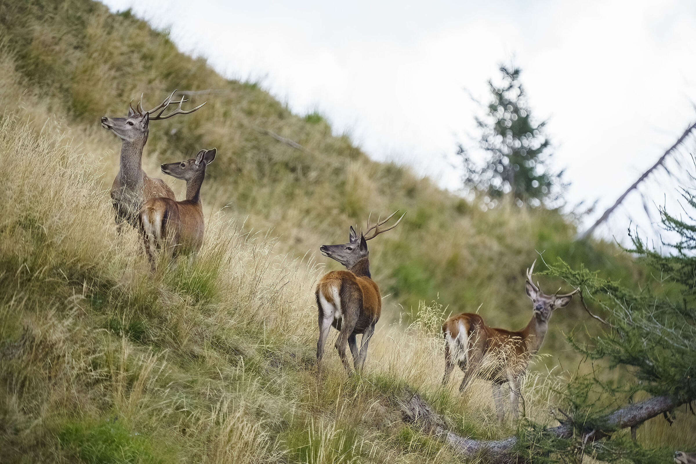 Waiting for the roar, meanwhile they gather