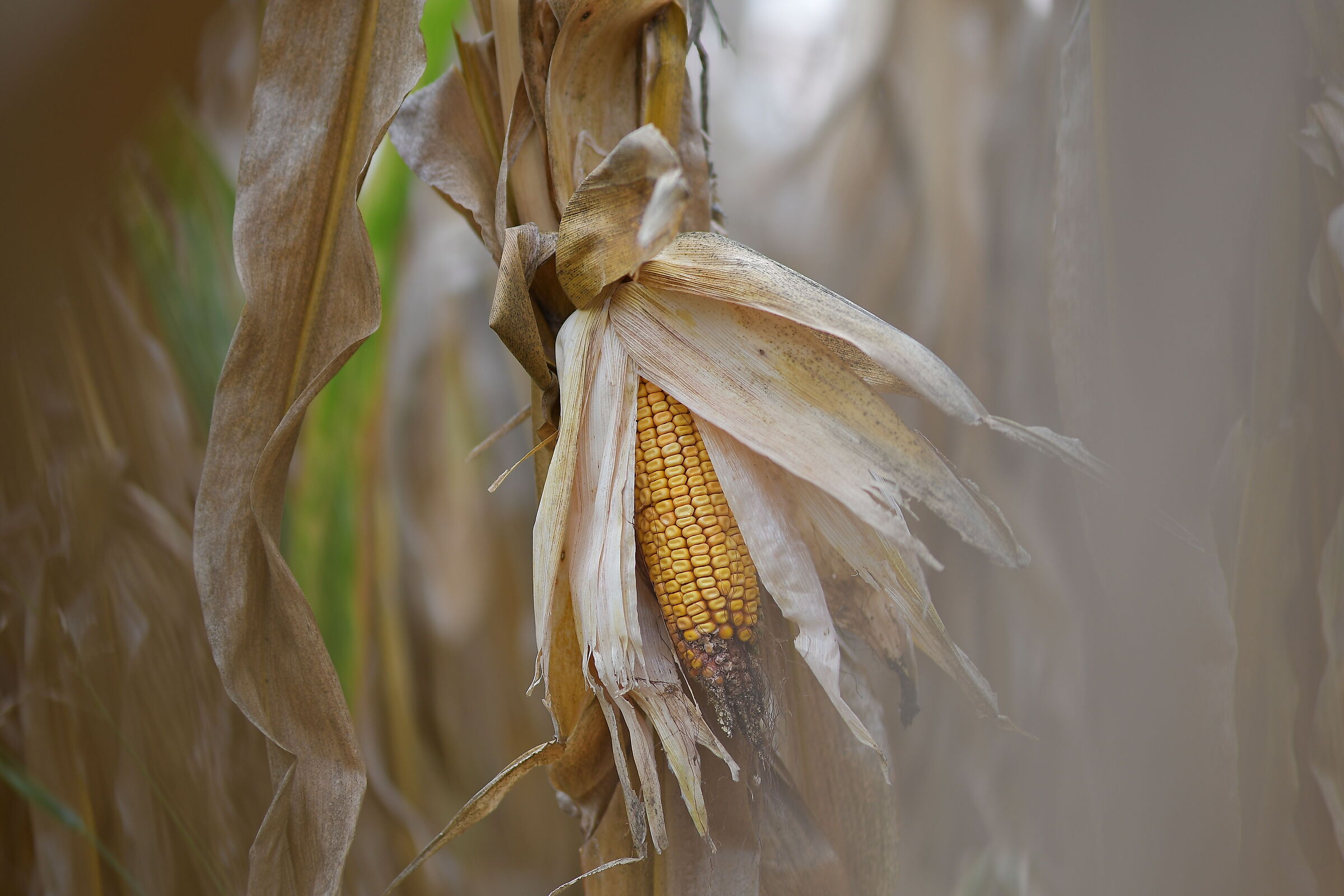 Maize