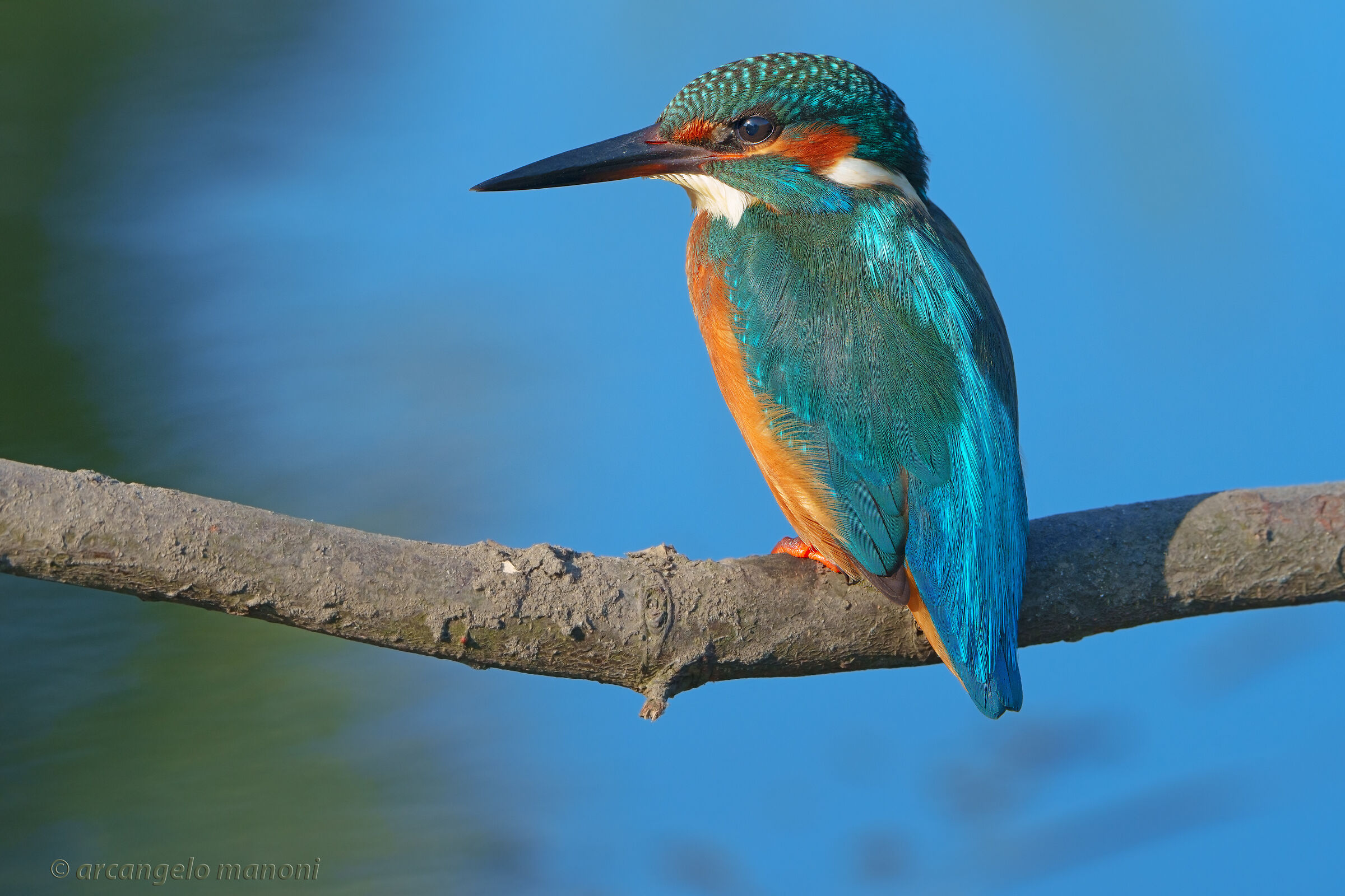 The martin and the river