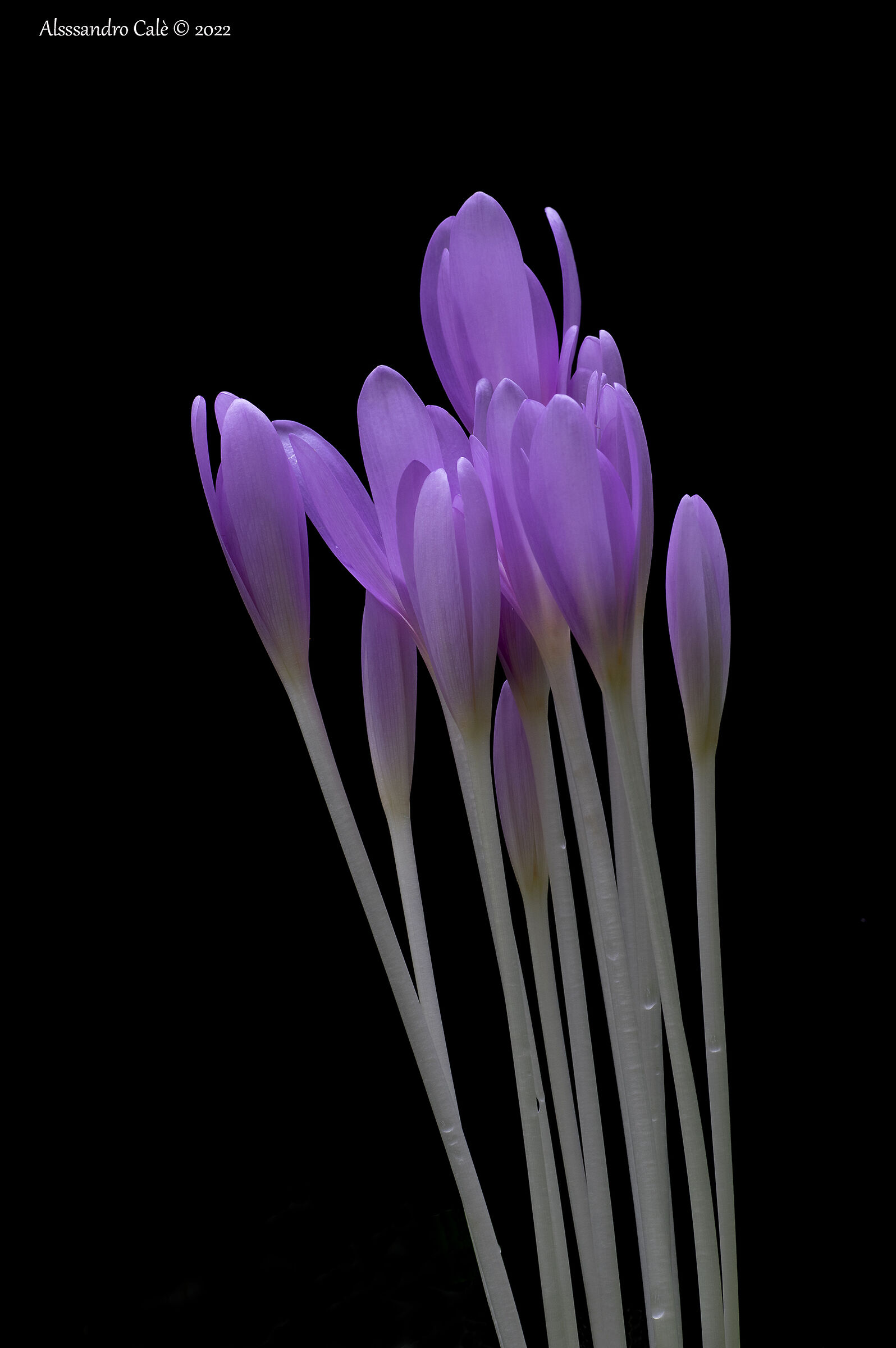 Colchium autumnale (Colchico autunnale) 7955