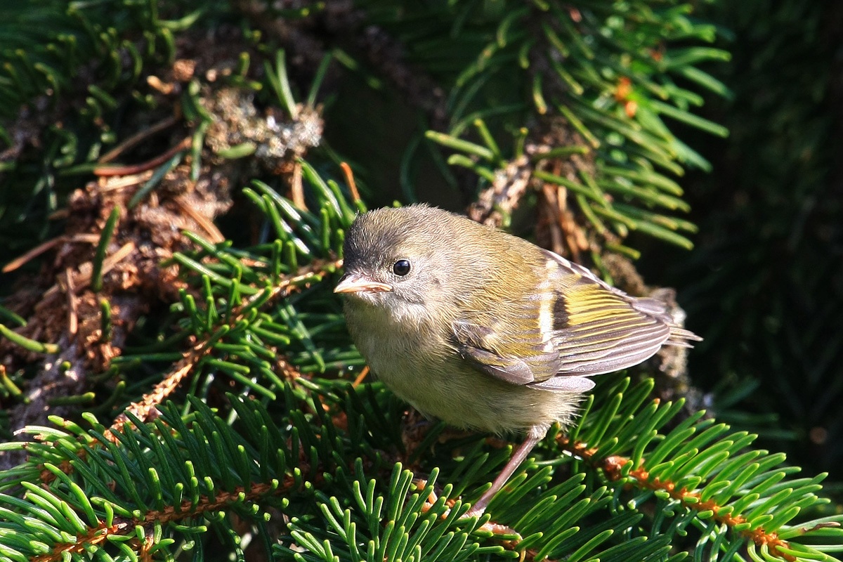 Giovane di Fiorrancino o Regolo ?