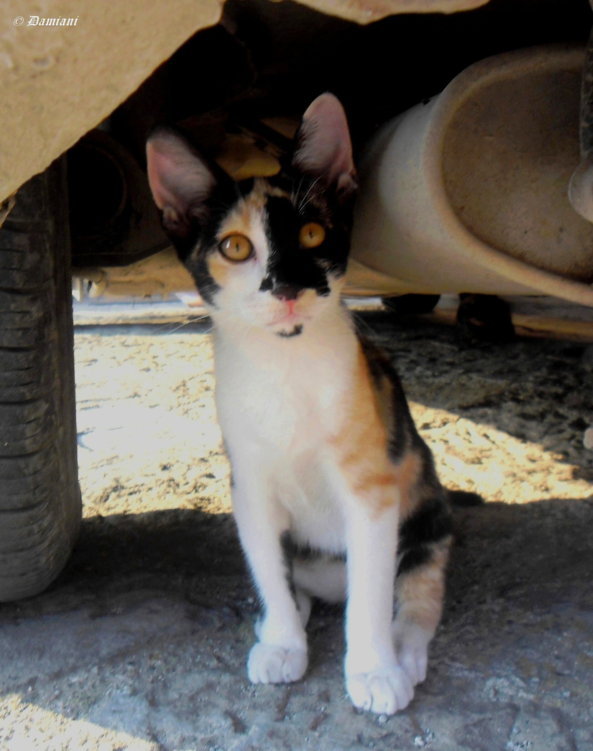 C'era una volta una gattina ...